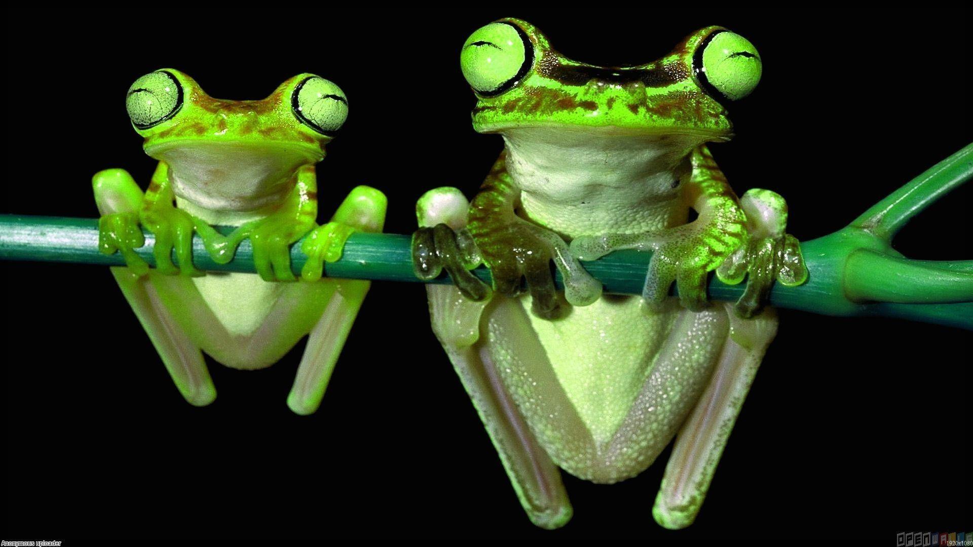 Cute Frogs Wallpaper