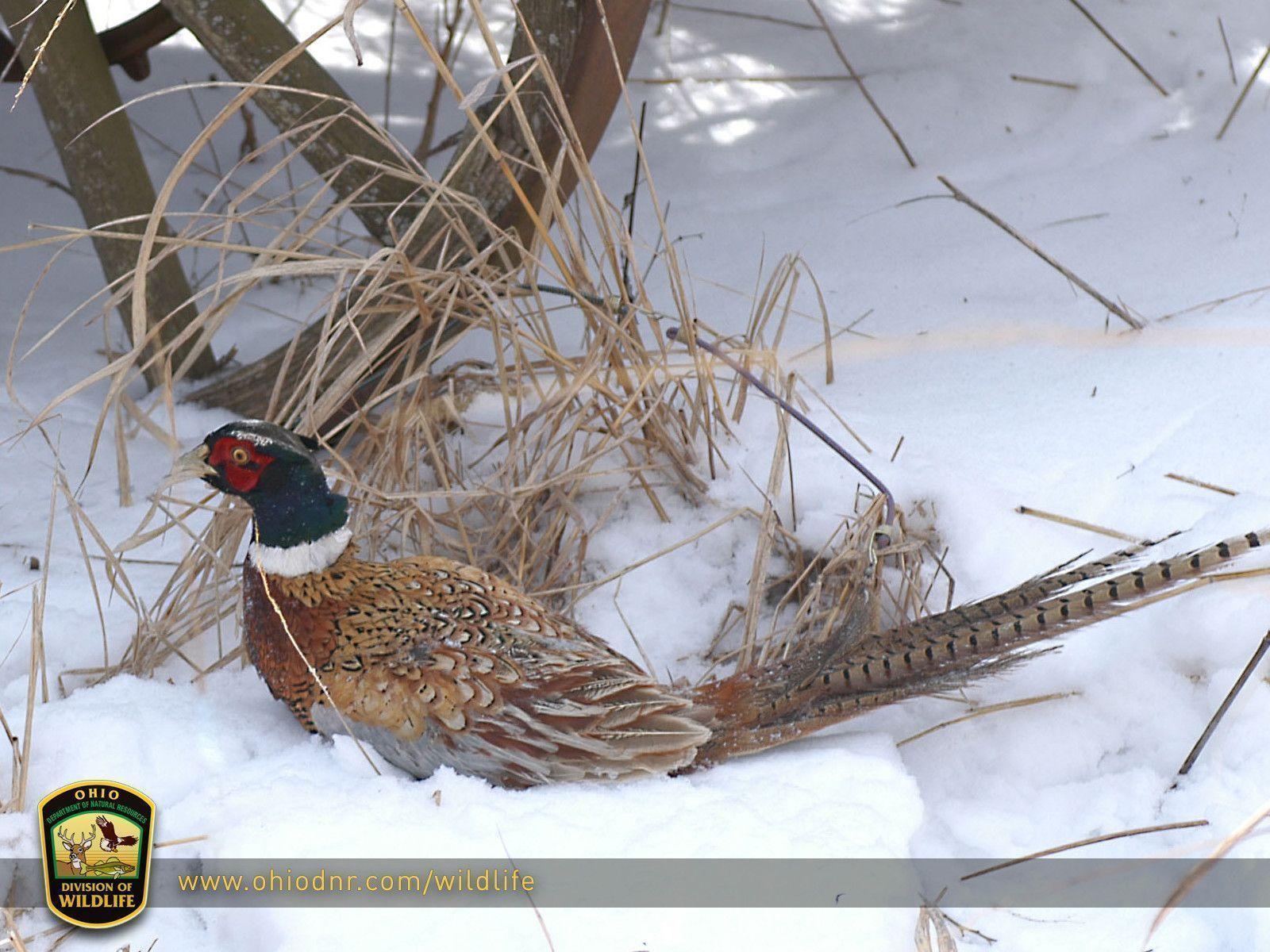 Pix For > Pheasant Wallpaper For Home
