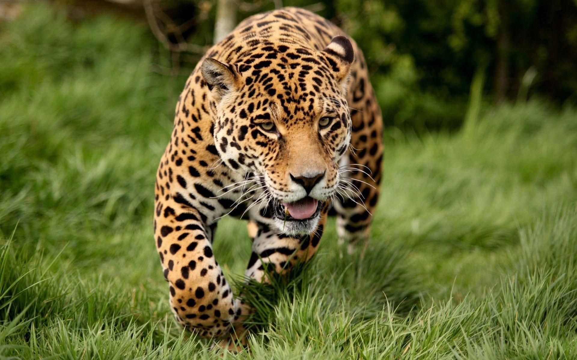 Leopard Big Cats Wallpapers