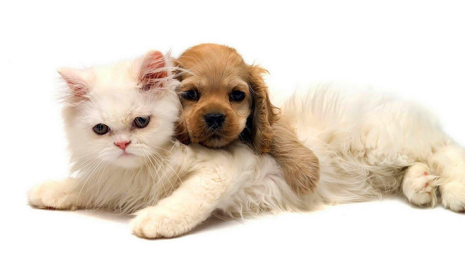Cat and dog cuddling wallpapers