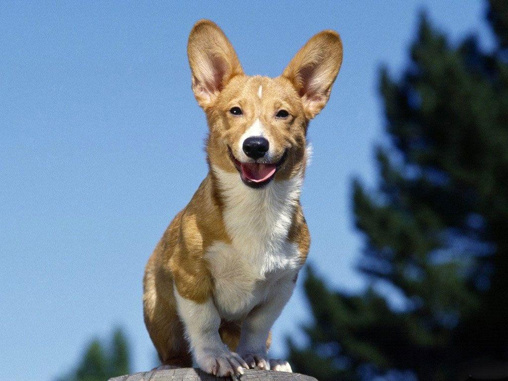 Desktop Wallpaper · Gallery · Animals · Jack Russell Terrier