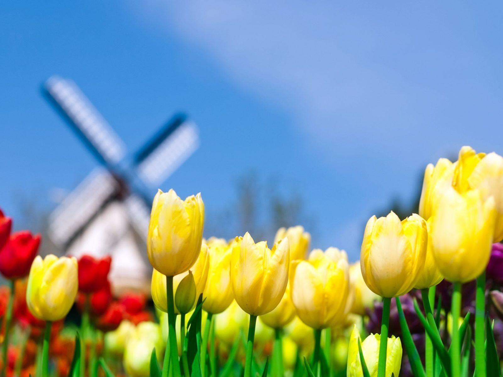 Top Desktop Wallpaper: Top Flower Background For Desktops