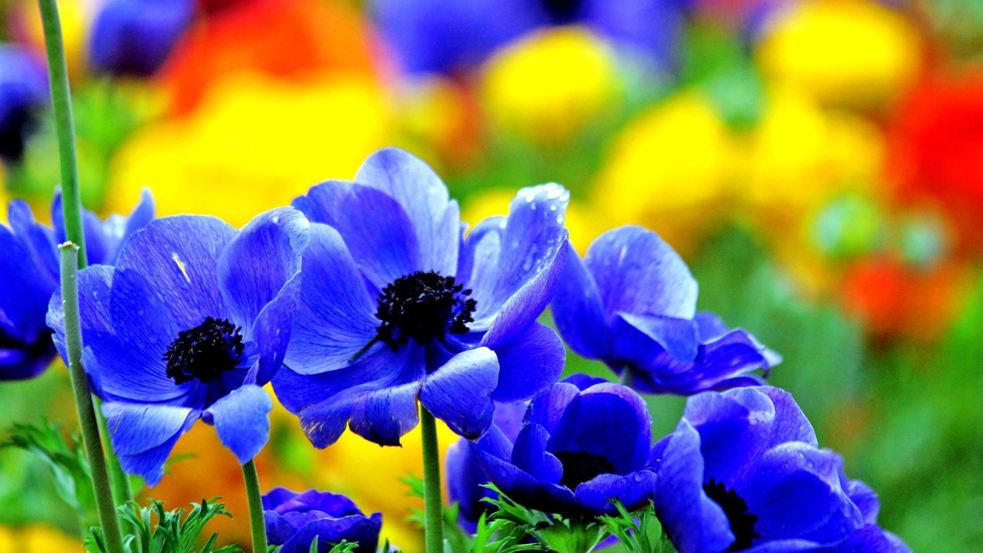 Flower Hd Wallpaper For Pc - Goimages Connect