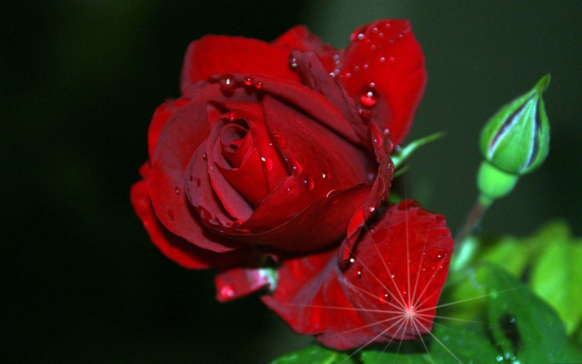 Red Rose HD Wallpaper And Picture. TanukinoSippo