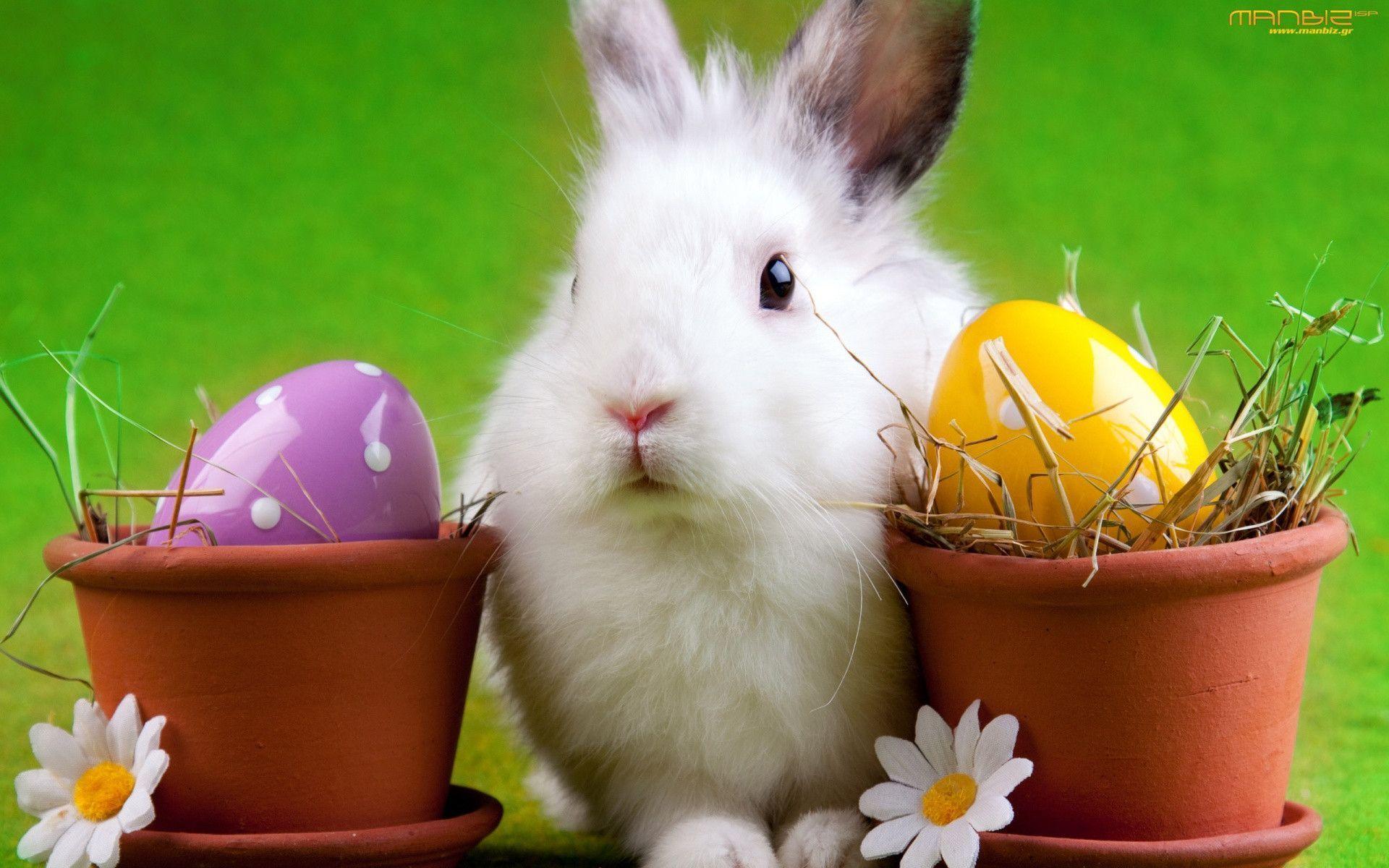 Easter Bunny Background