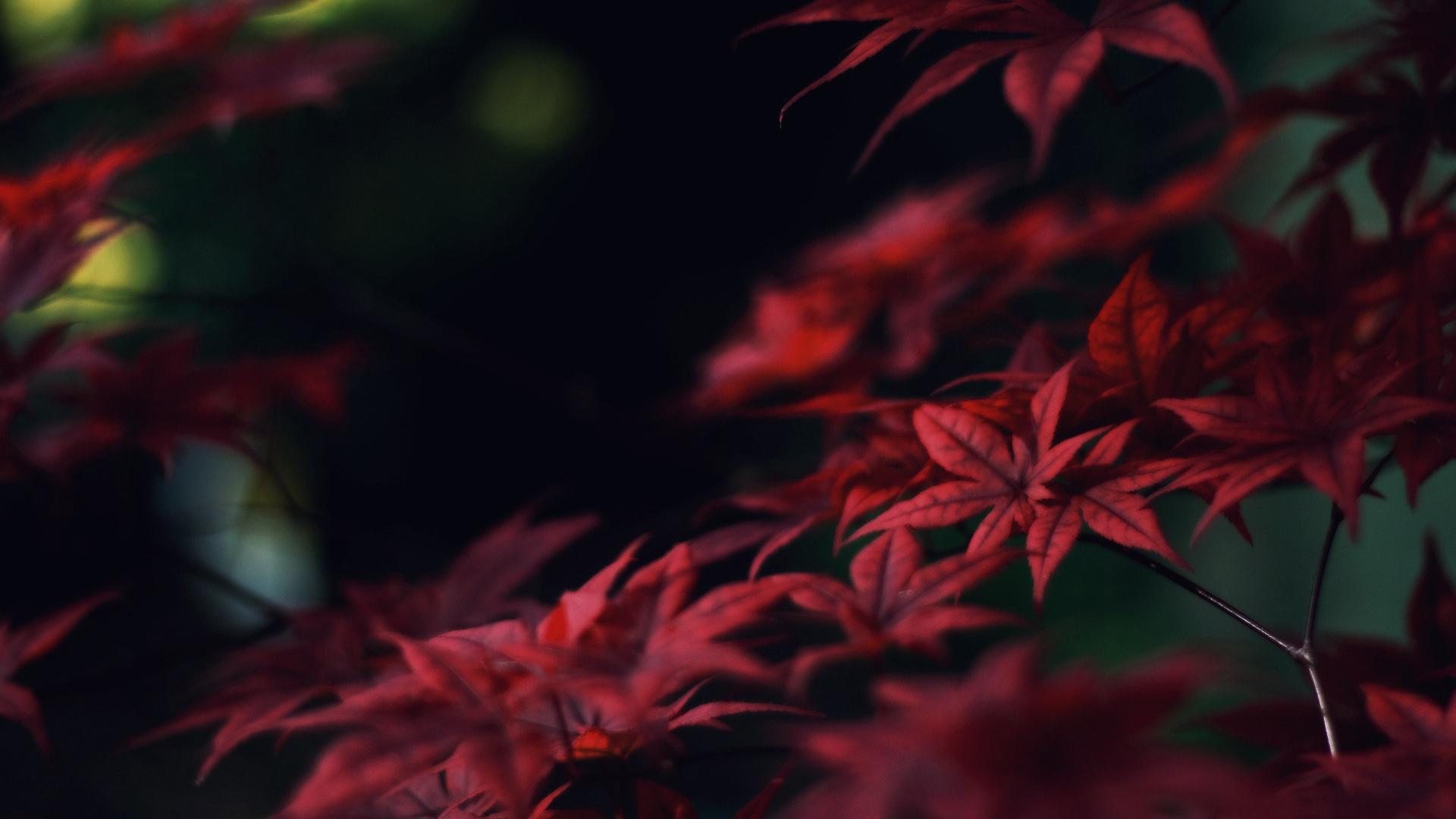 Crimson HD Desktop Wallpaper for Widescreen, High Definition