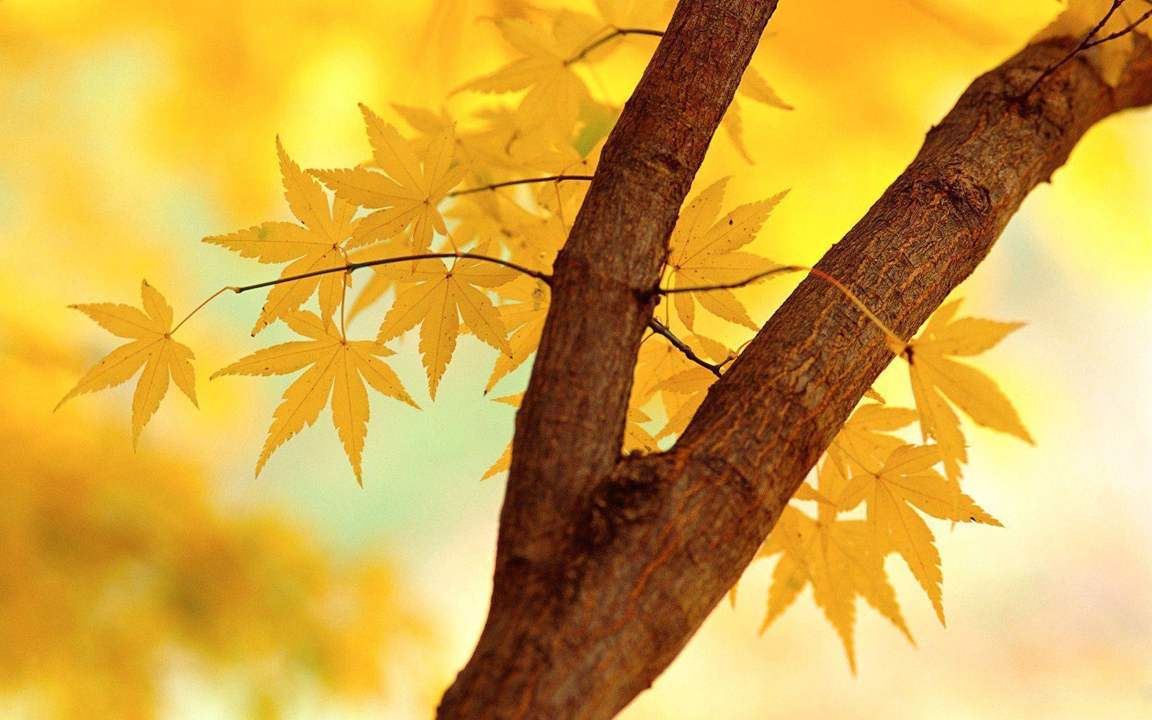 Yellow Japanese Maple Leaves desktop wallpaper