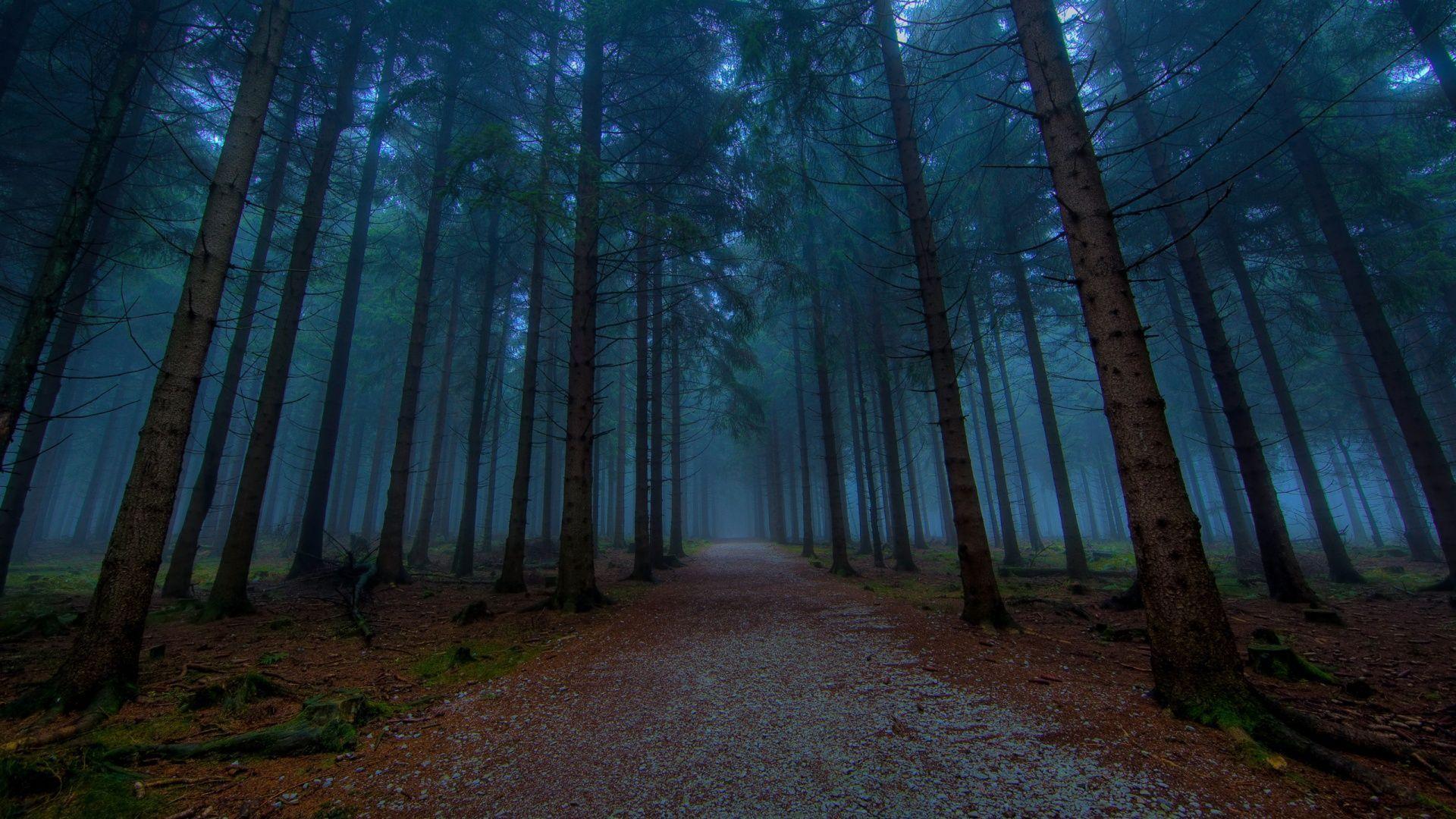 Dark Forest Wallpapers Wallpaper Cave F