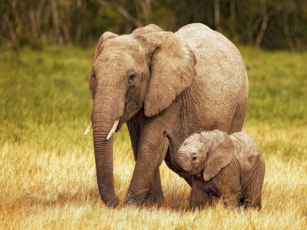 Animals For > Happy Baby Elephants