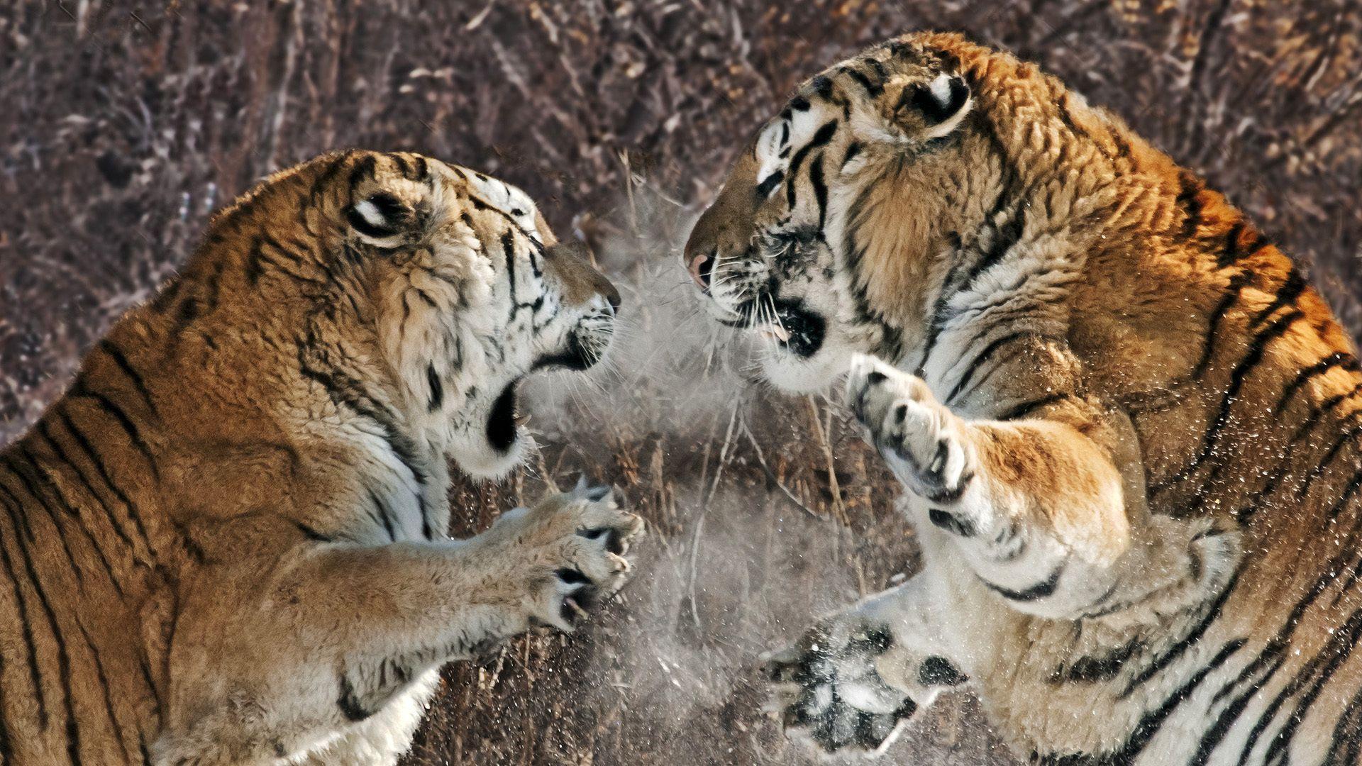 Proud Siberian Tiger Wallpaper