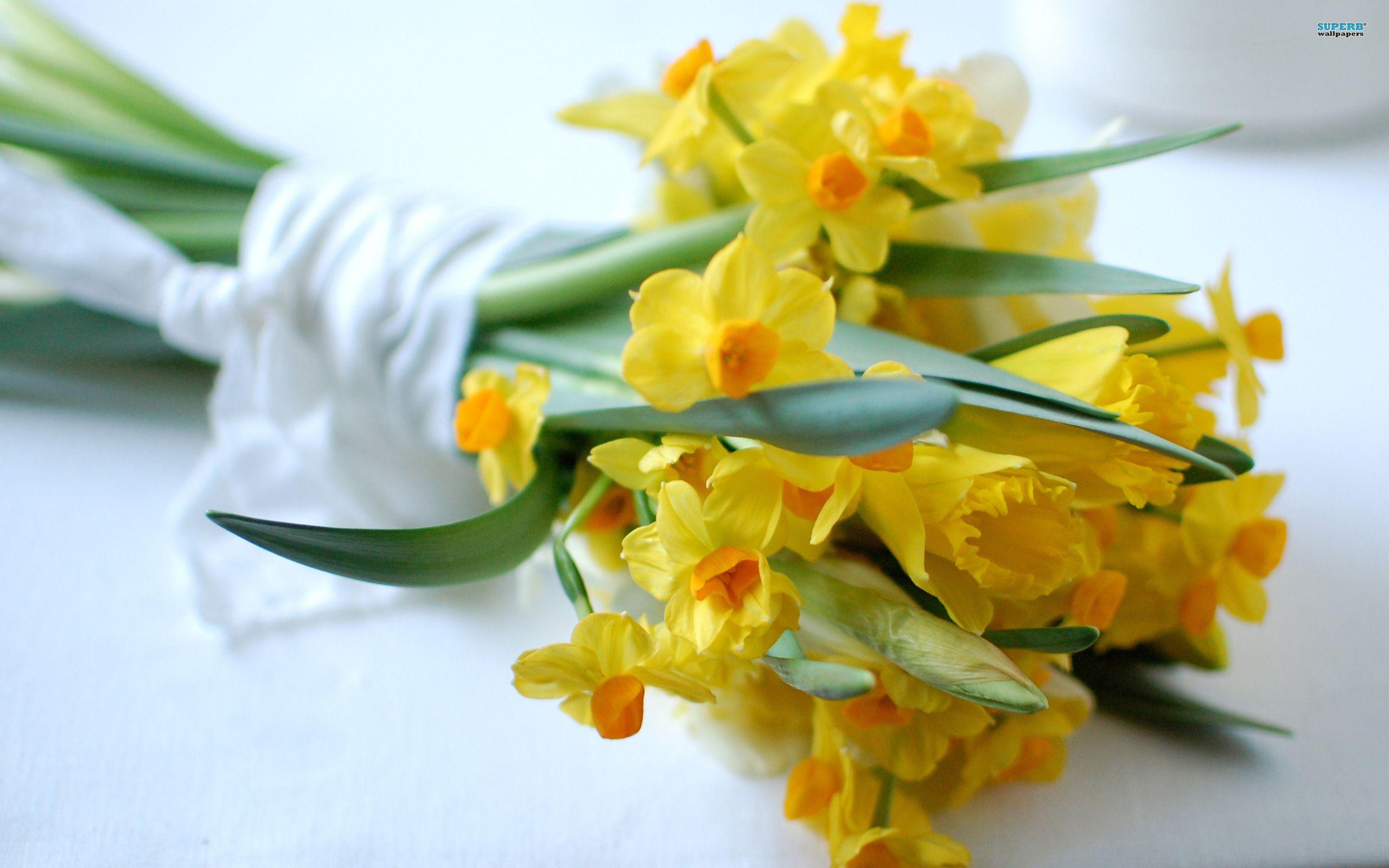 Daffodils 2971