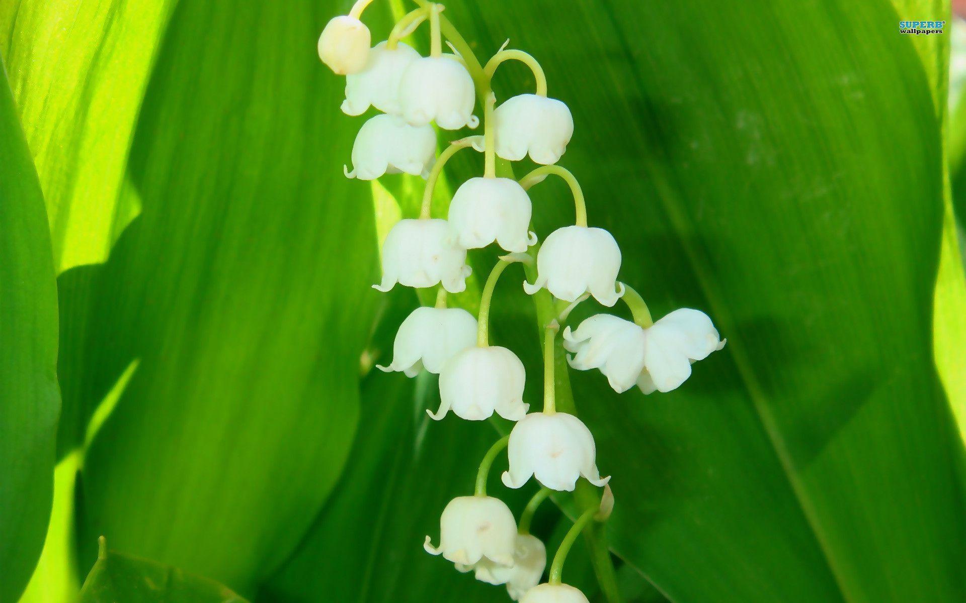 Lily Of The Valley 11777 1920x