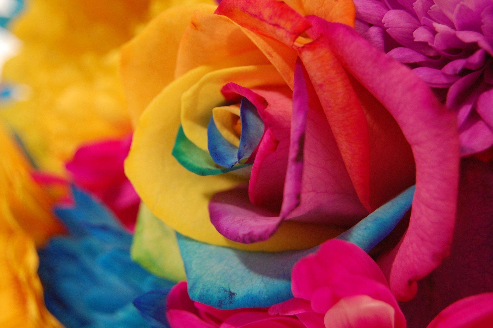 Rainbow Flowers Wallpaper For PCs