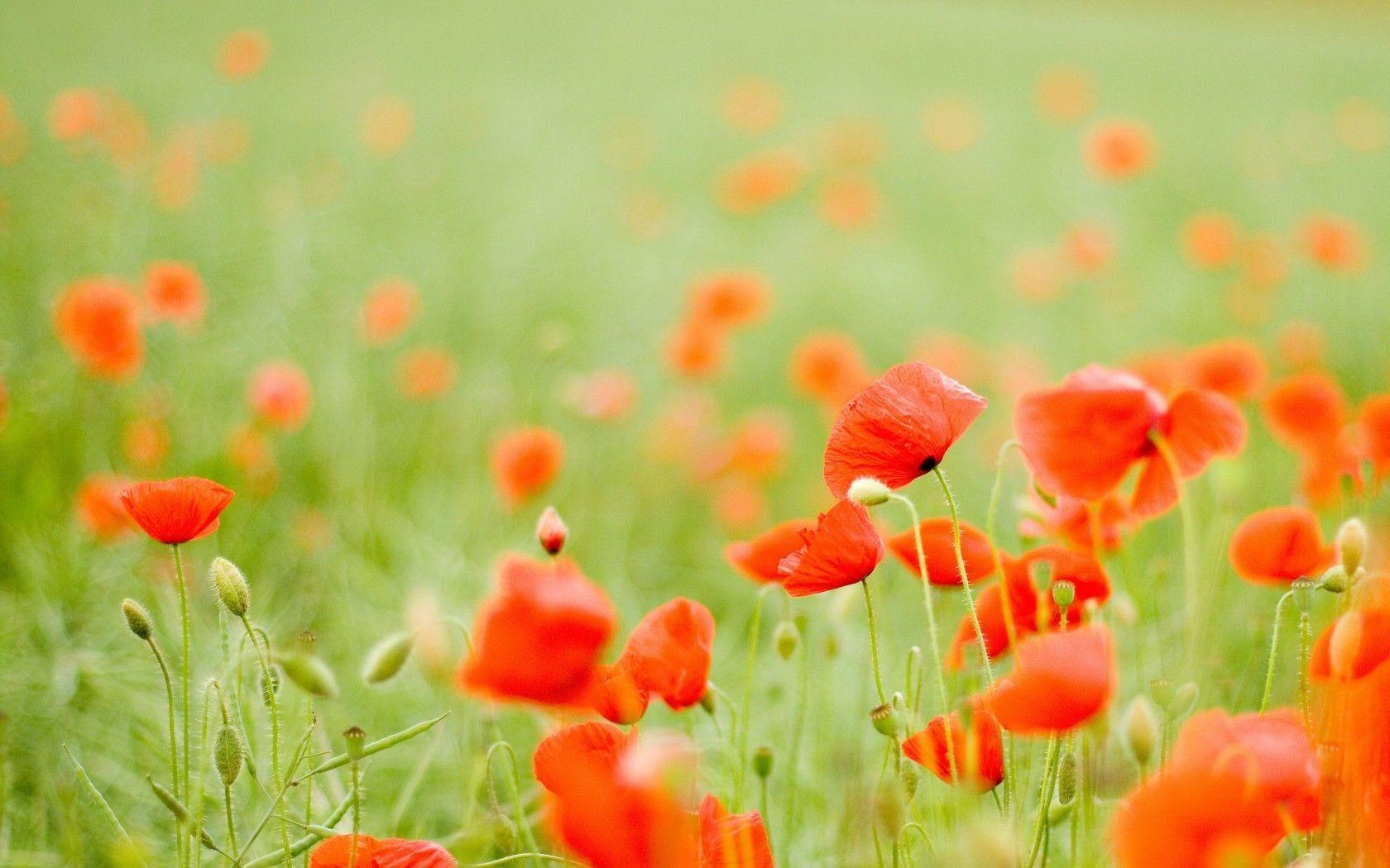 Pix For > Red Poppies Wallpaper