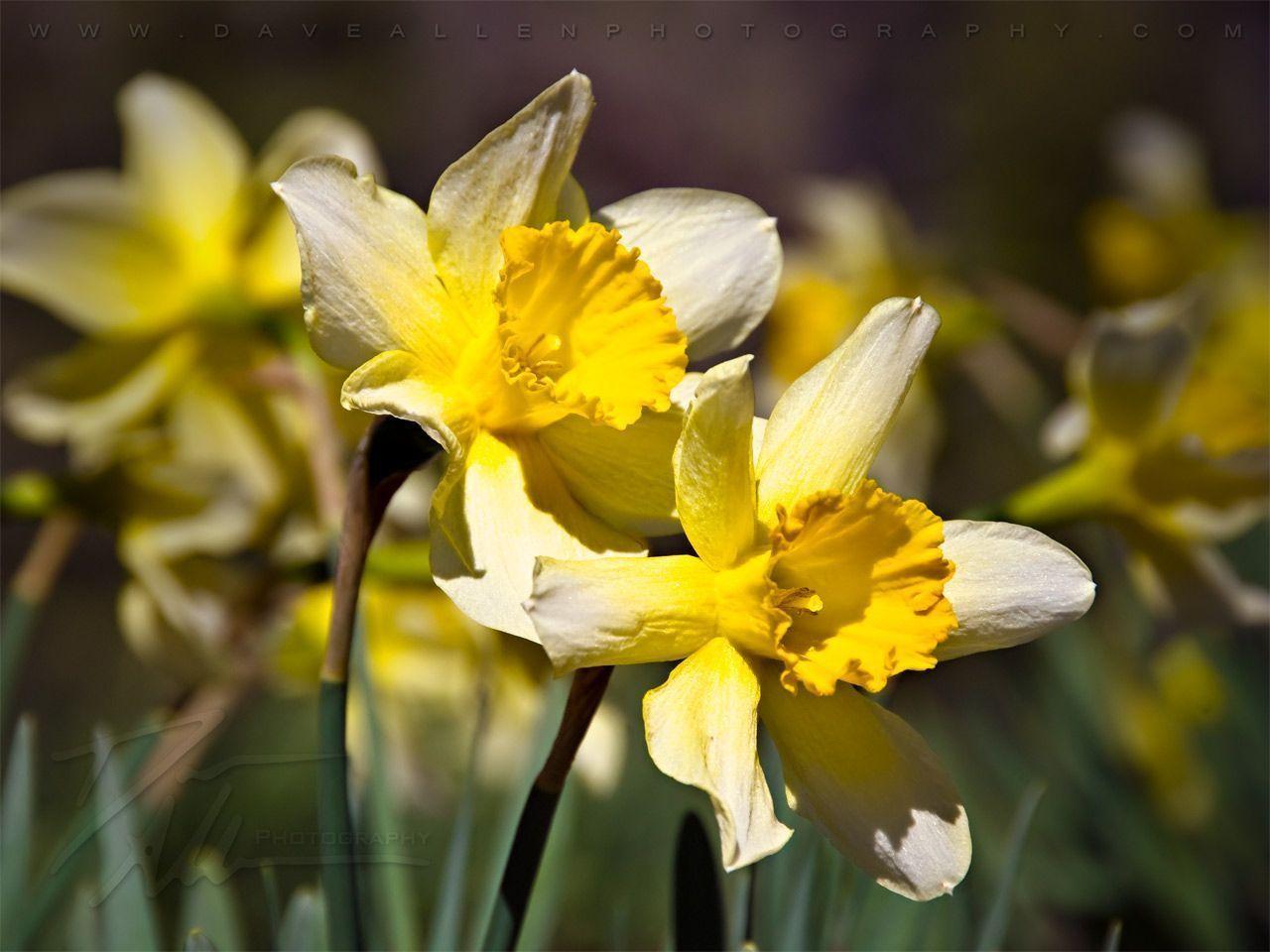 Early Spring Twin Daffodils Flower Wallpaper Image