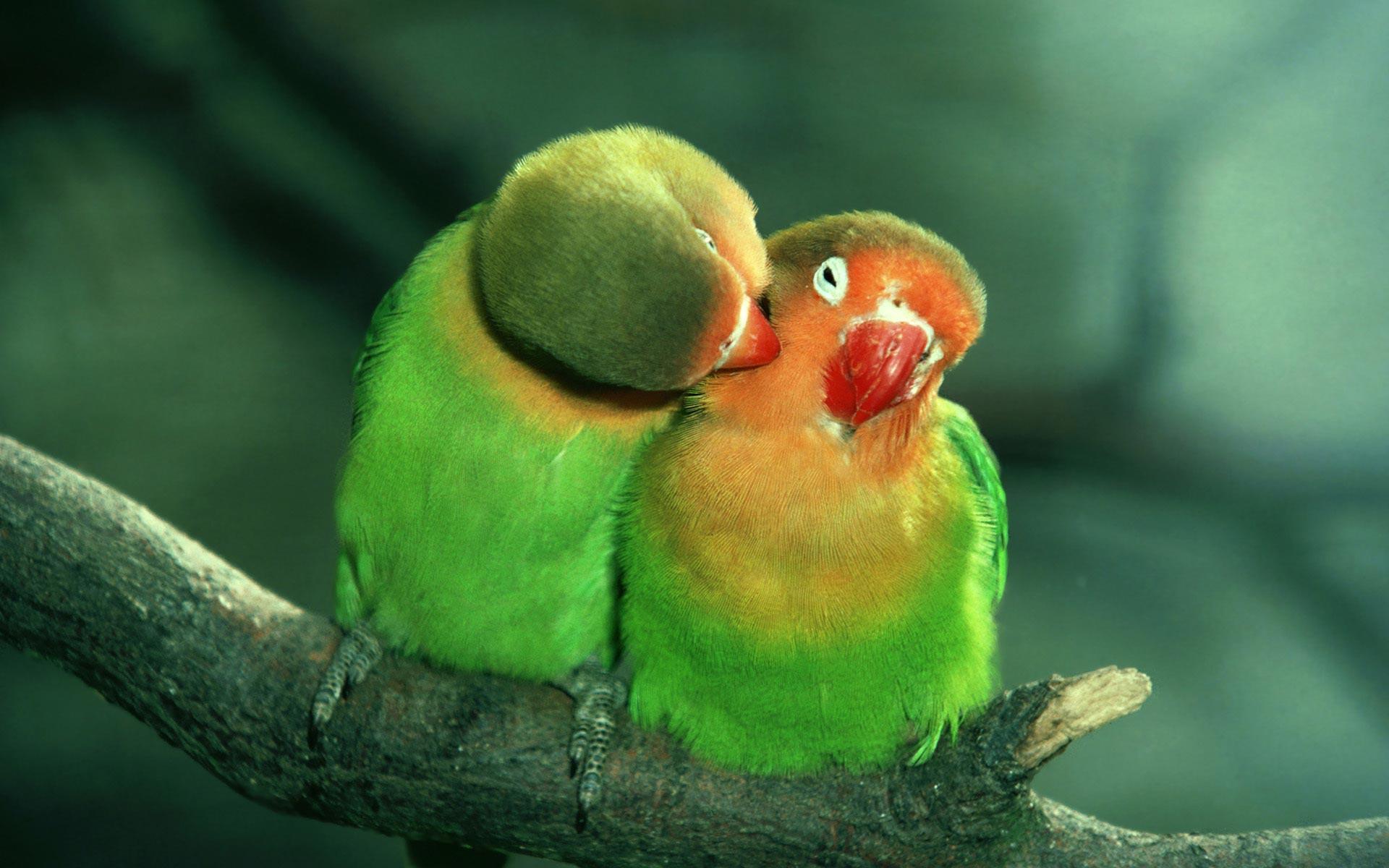 Love Birds Parrots Birds 32289 High Resolution. download all free