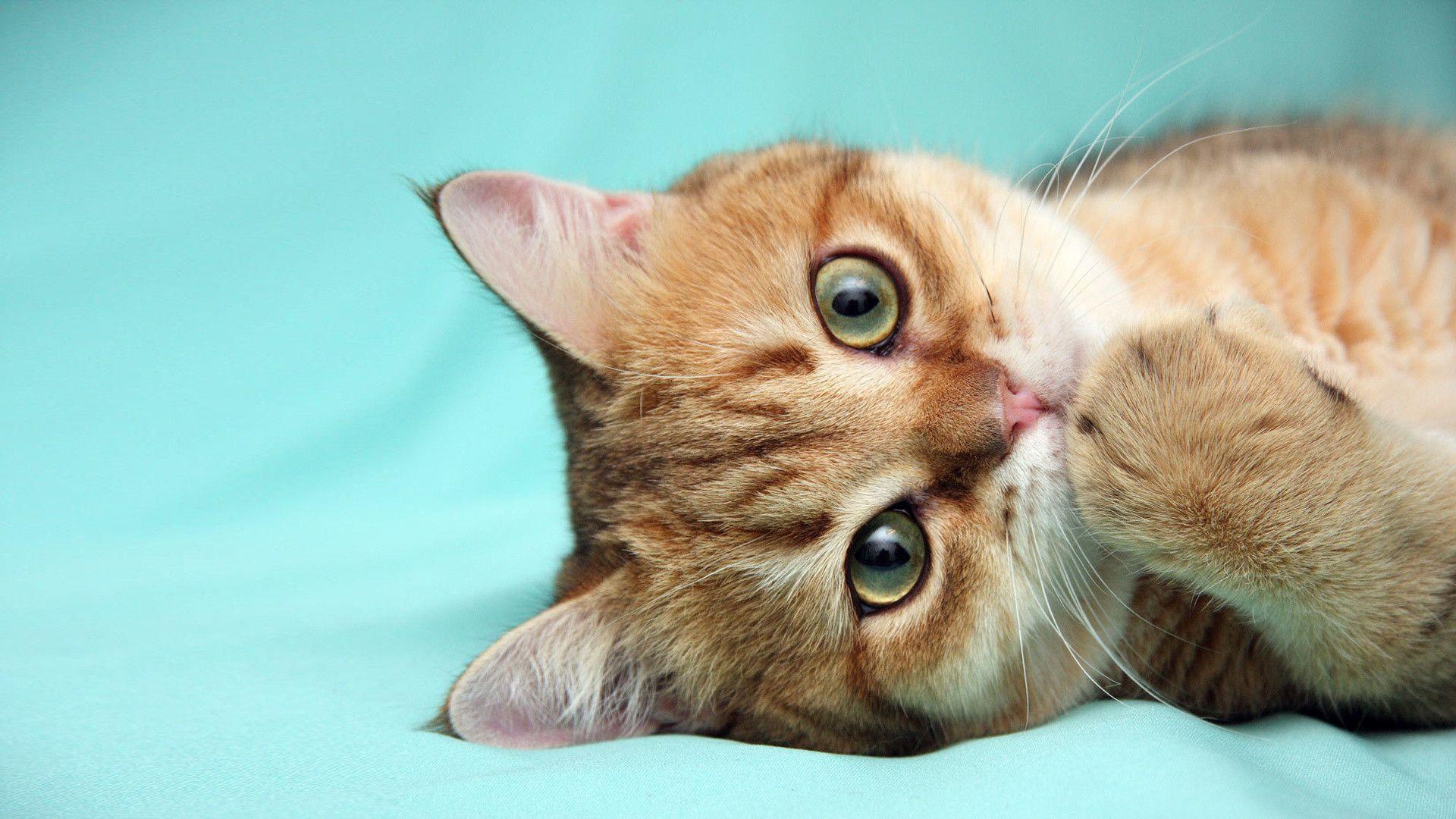 Kitten Wallpaper, cat, kittie, eyes desktop wallpaper, Animals
