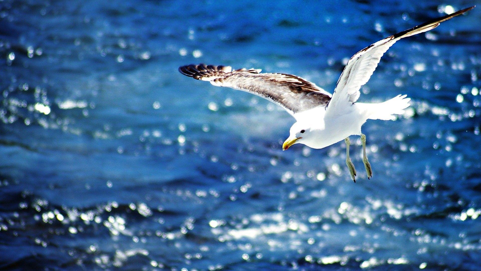 Seagull Flying Wallpaper