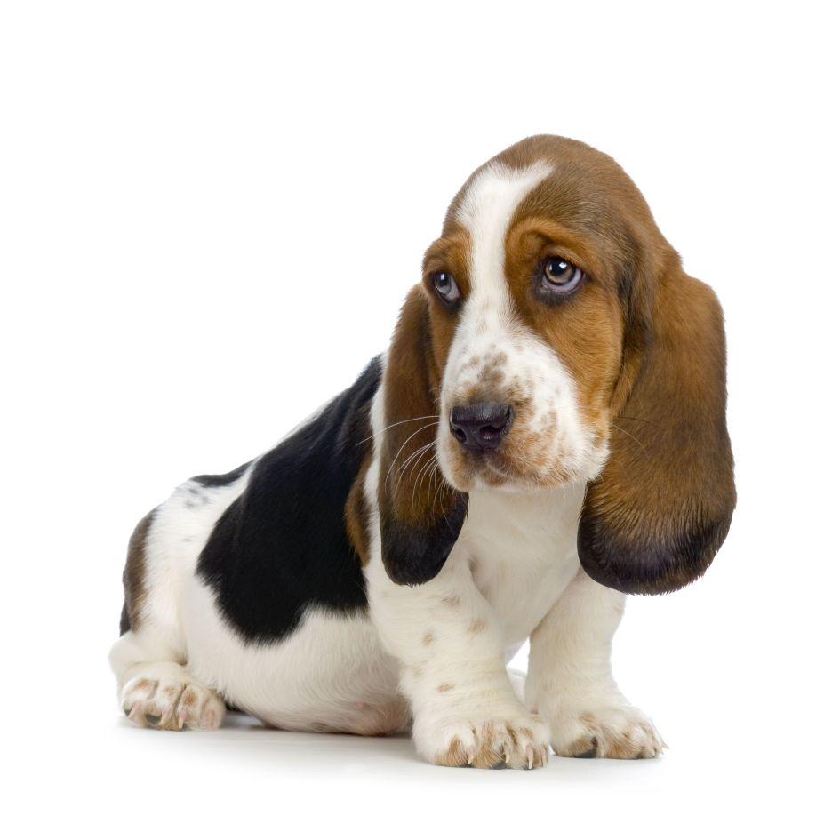 Basset Hound Wallpapers - Wallpaper Cave