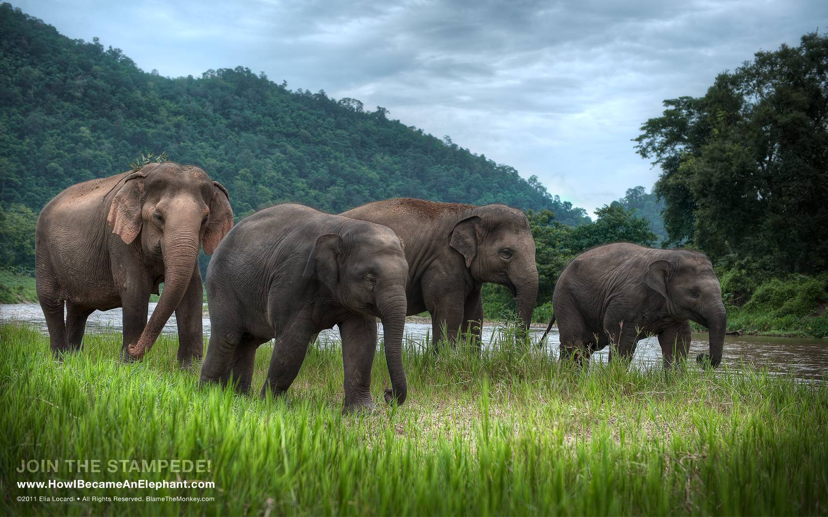 Download free elephant desktop or background afternoon stroll
