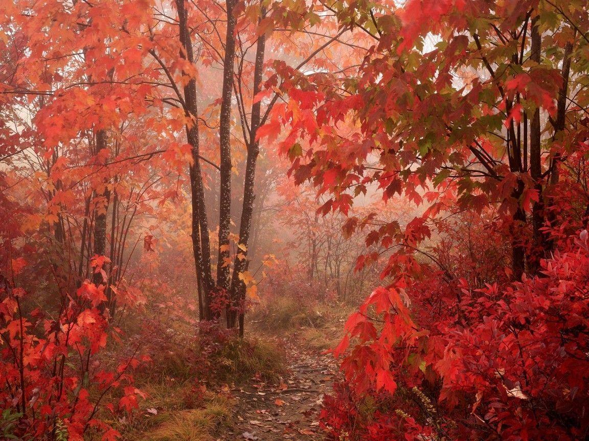 HD Autumn Forest HD Wallpaper / Wallpaper Database