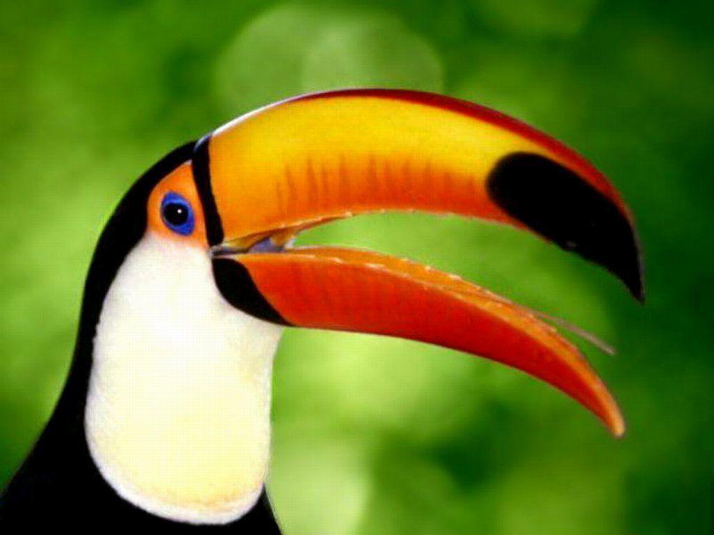 toucan wallpaper