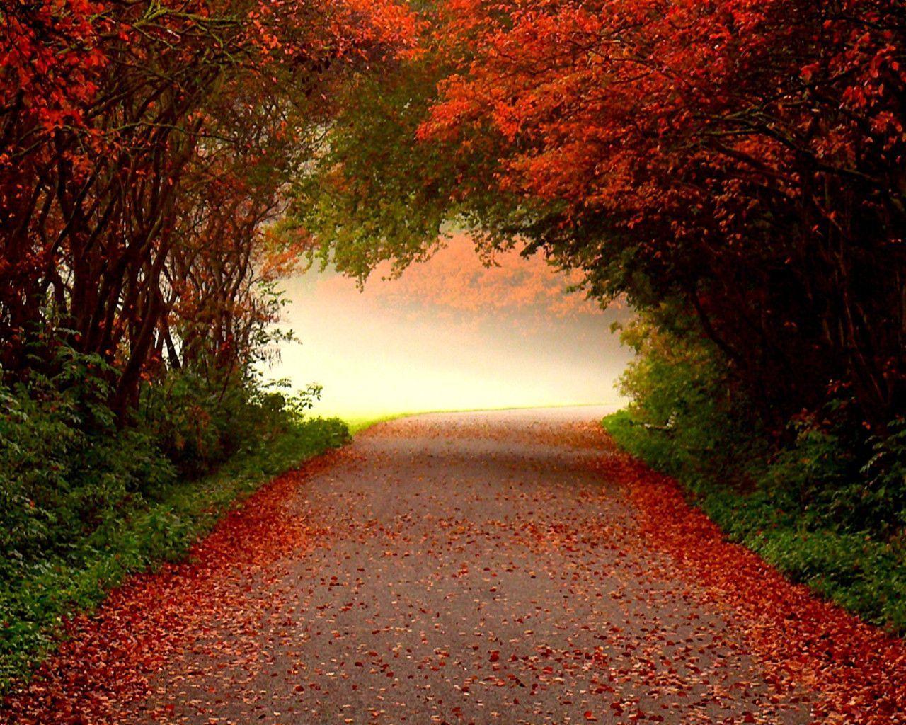 Free Autumn  Desktop Wallpaper  Backgrounds Wallpaper  Cave