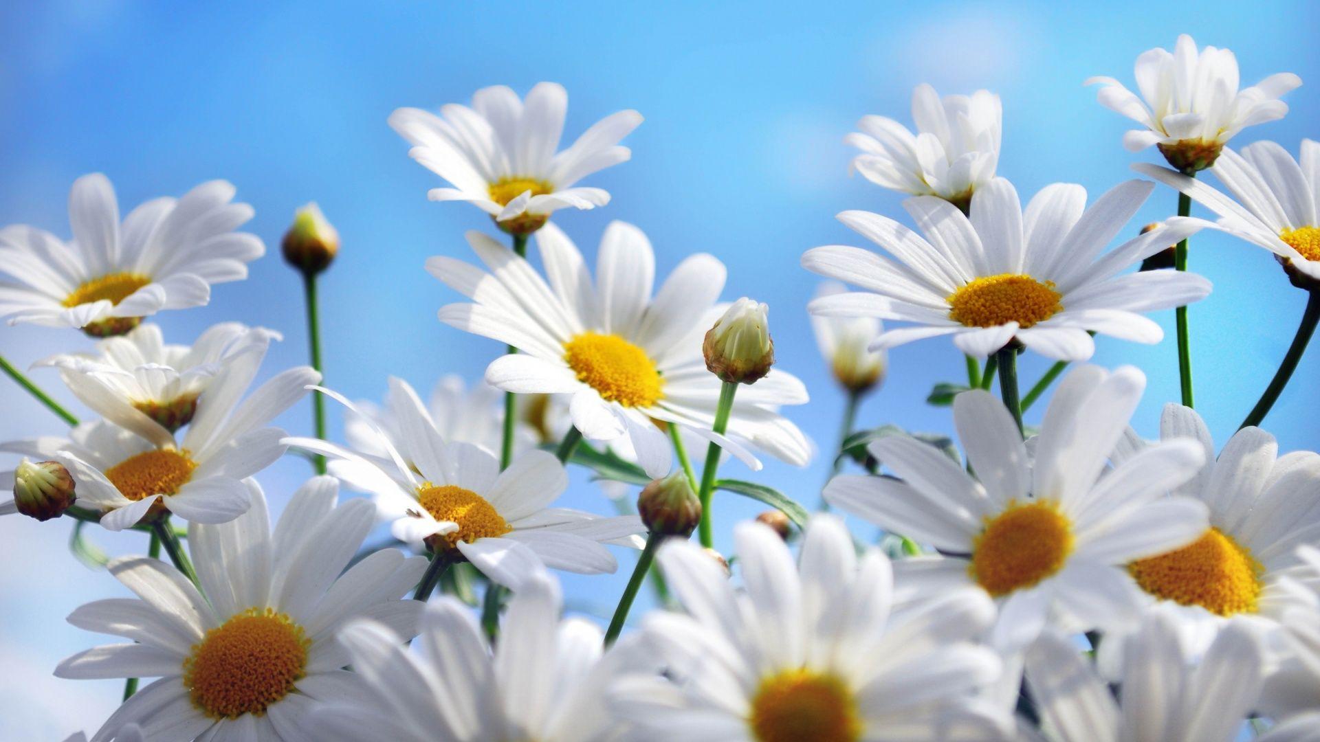 1920x1080 Daisies summer Wallpapers