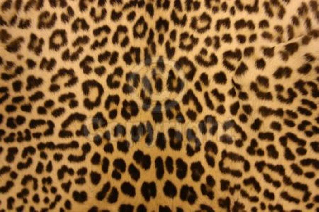 leopard desktop wallpaper