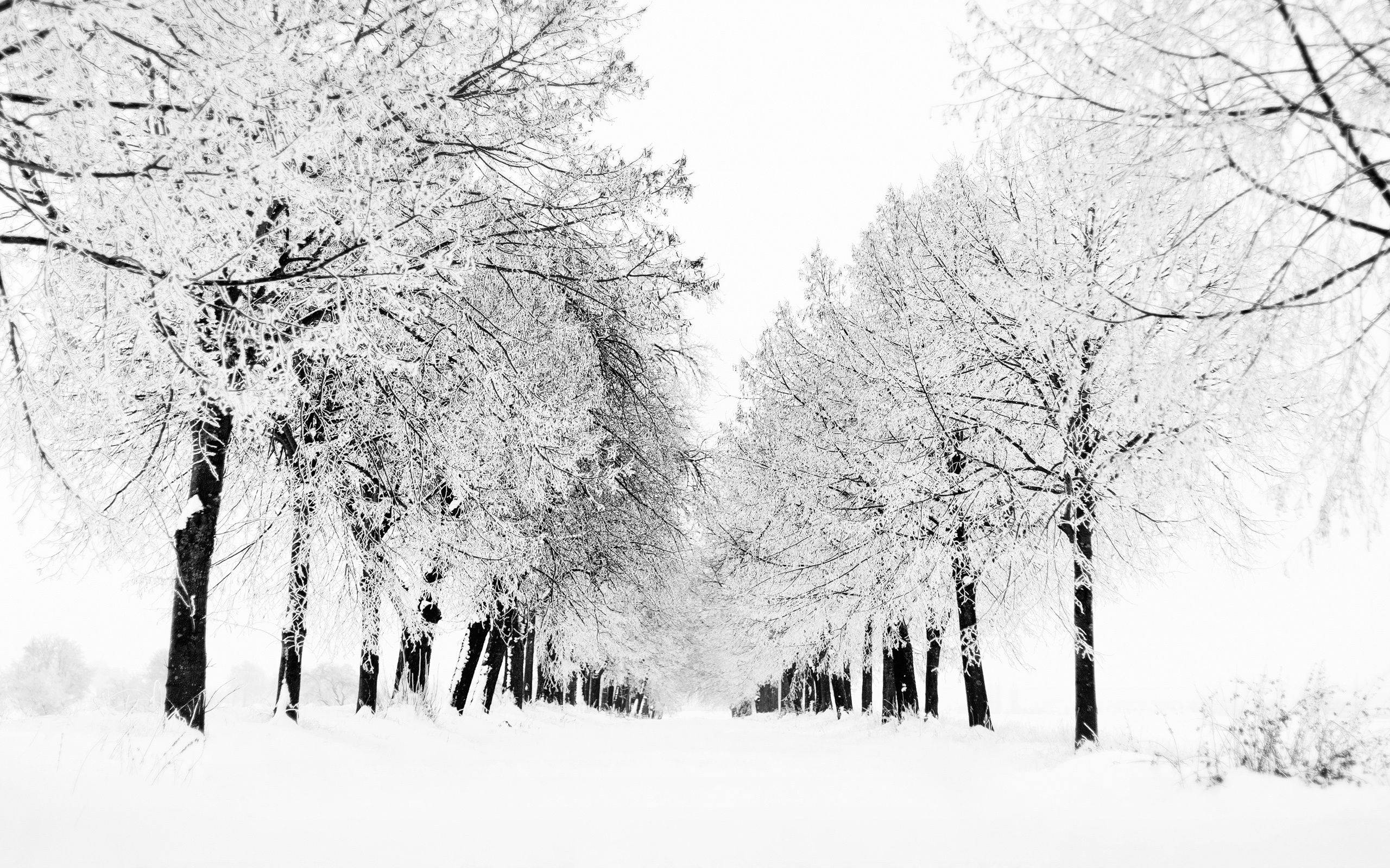 Snowy Road and Trees Wallpaper and