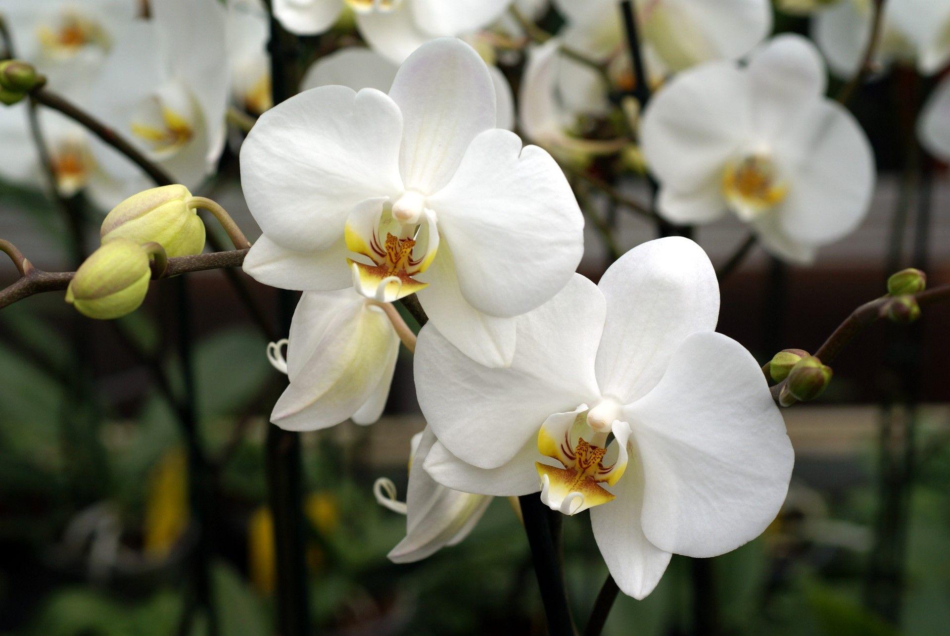 Pin White Orchid Wallpaper 1920x1080