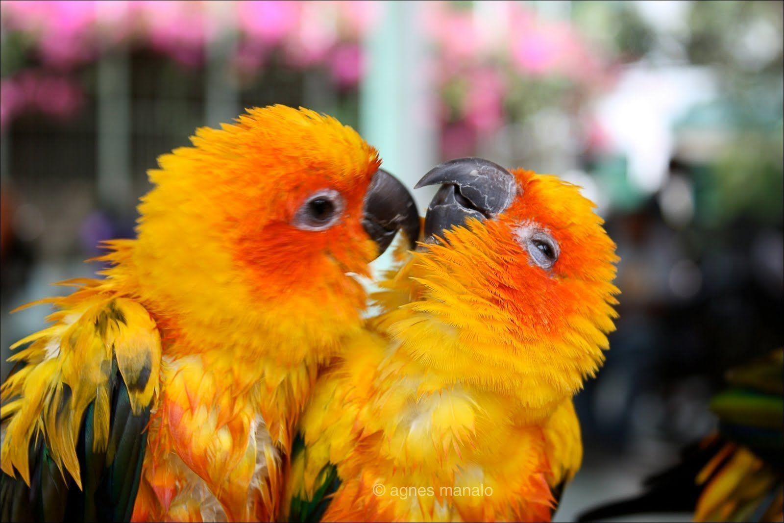 Lovebirds Masked 10350 High Resolution. HD Wallpaper & Picture