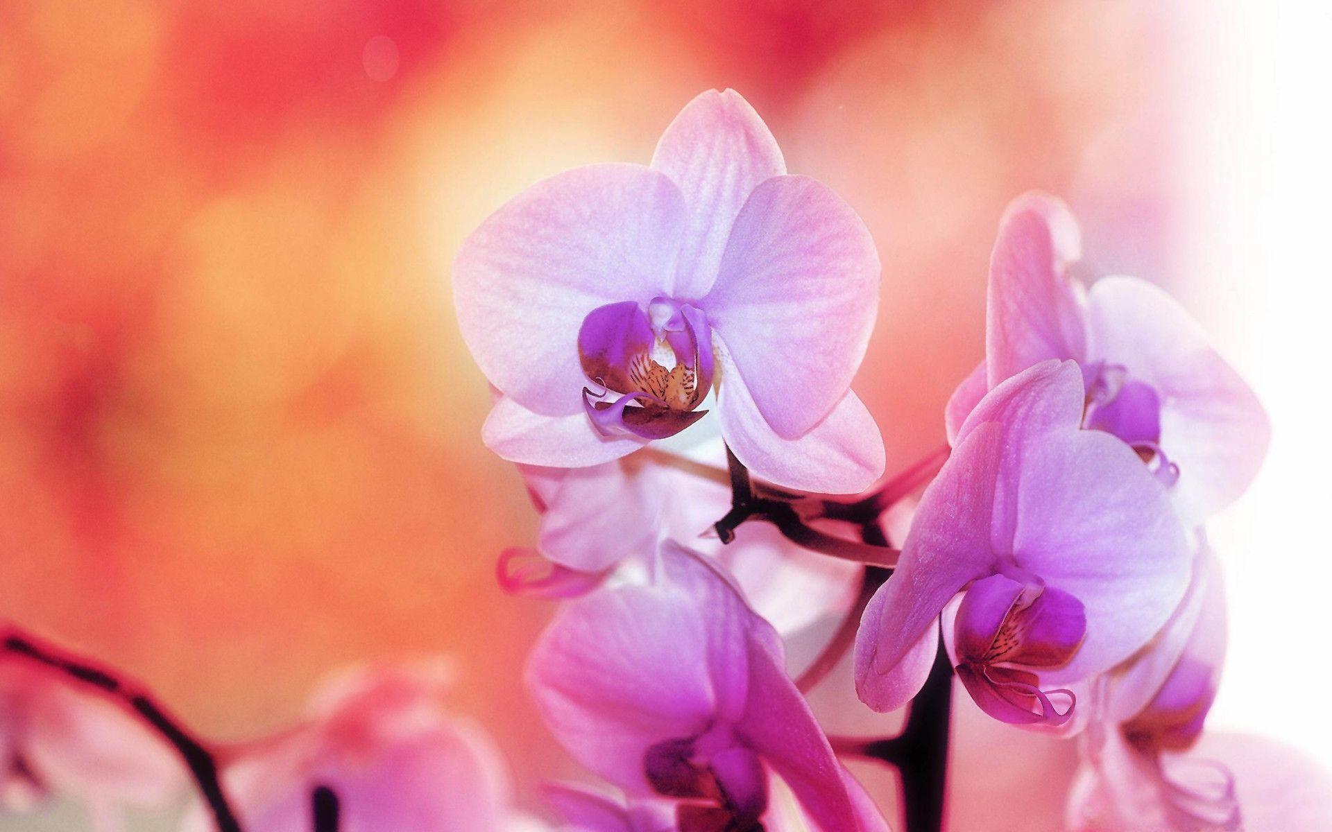 Purple white orchids Wallpaper