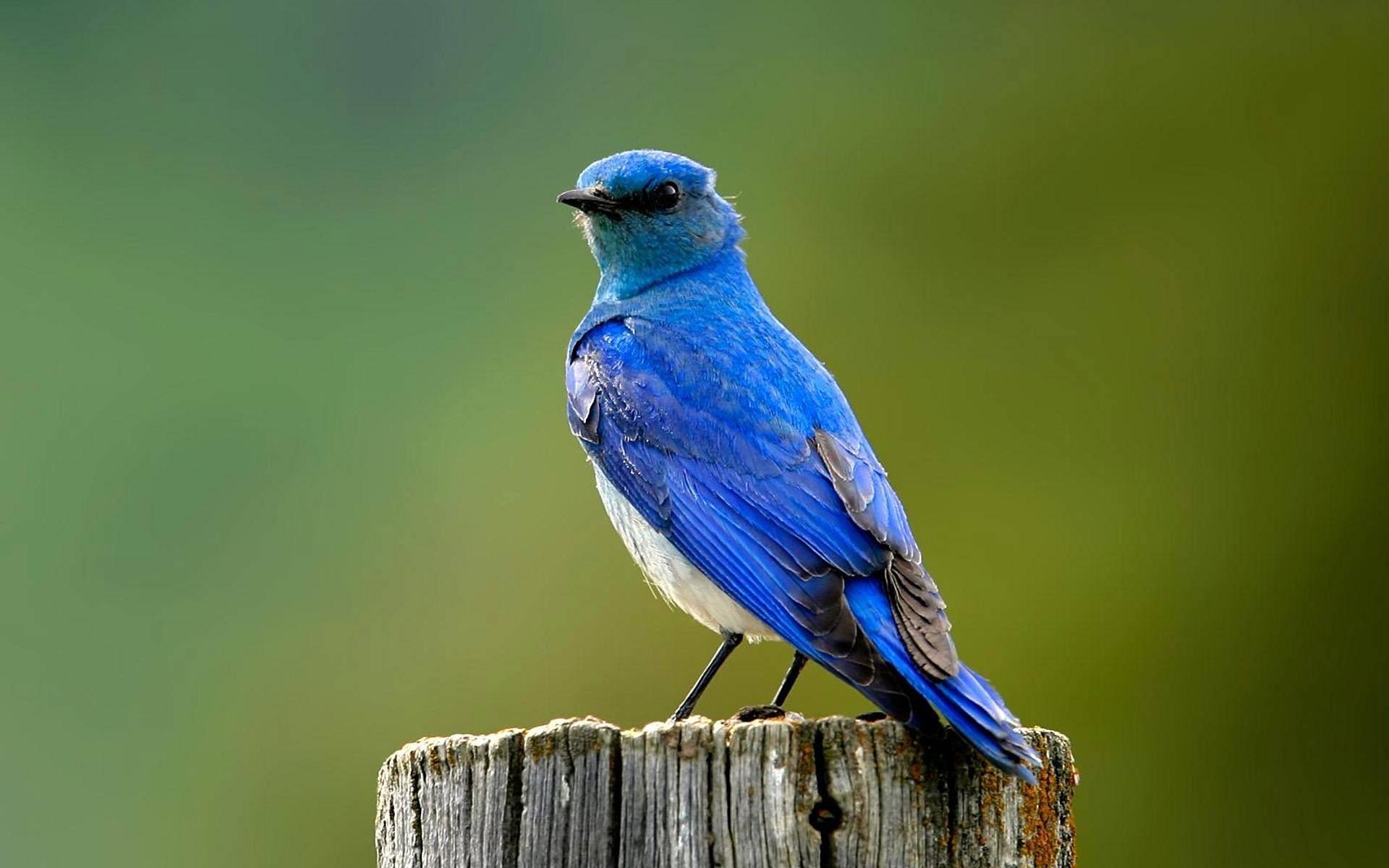 Latest Collection of 25 Bluebird Picture
