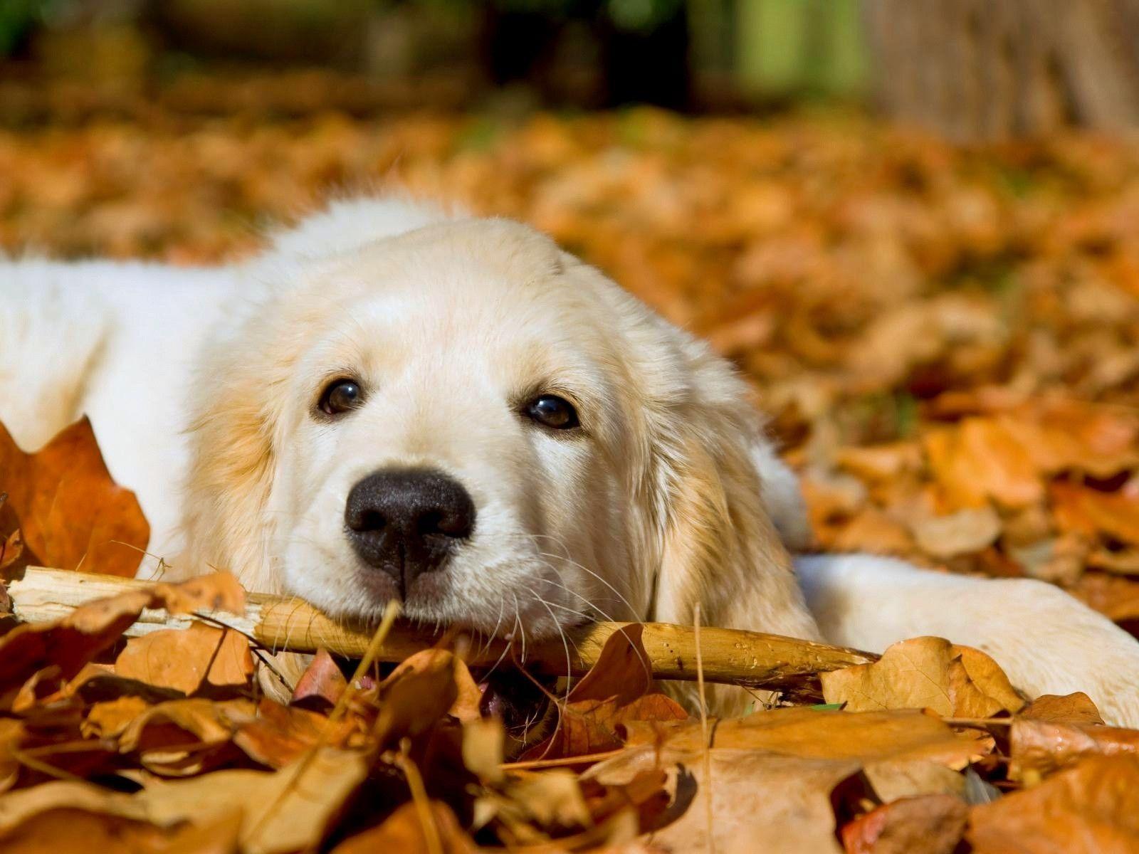 dog wall paper