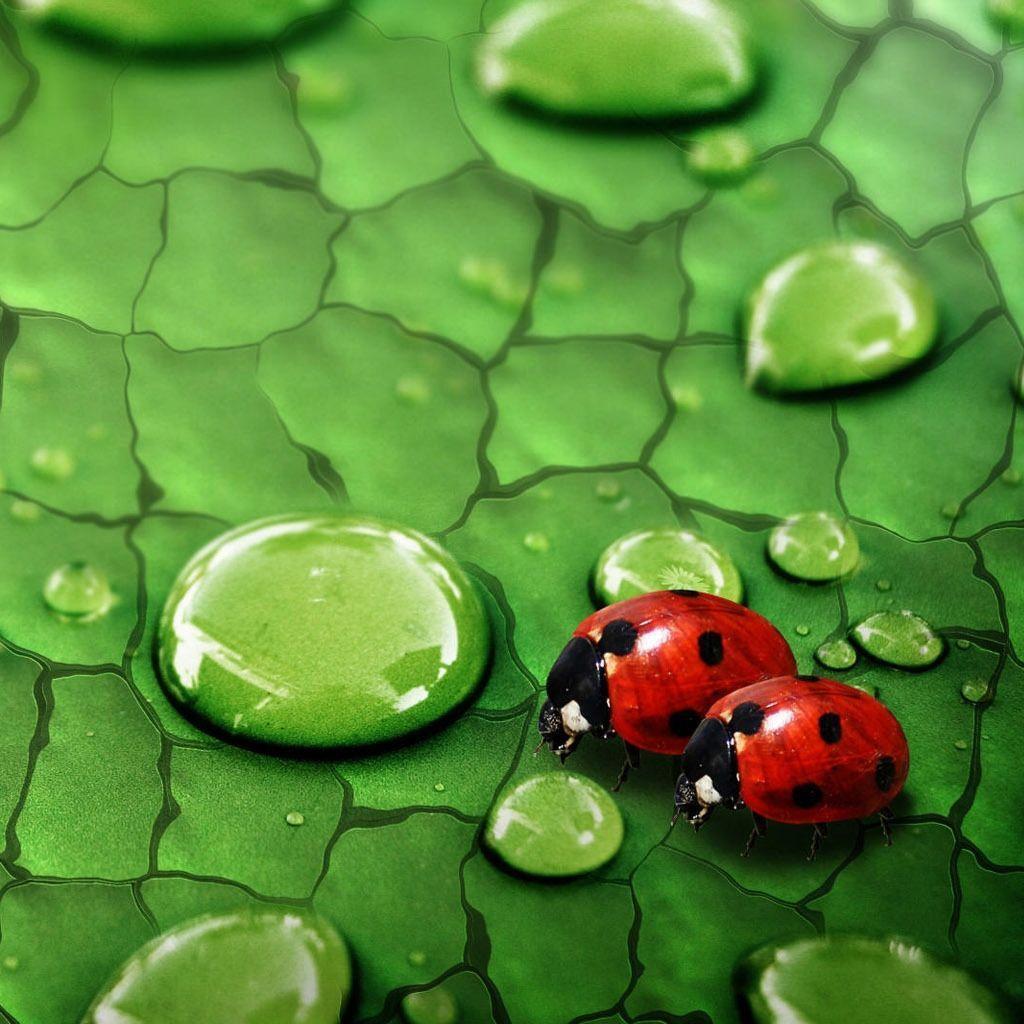 Animals For > Ladybug Wallpaper iPhone