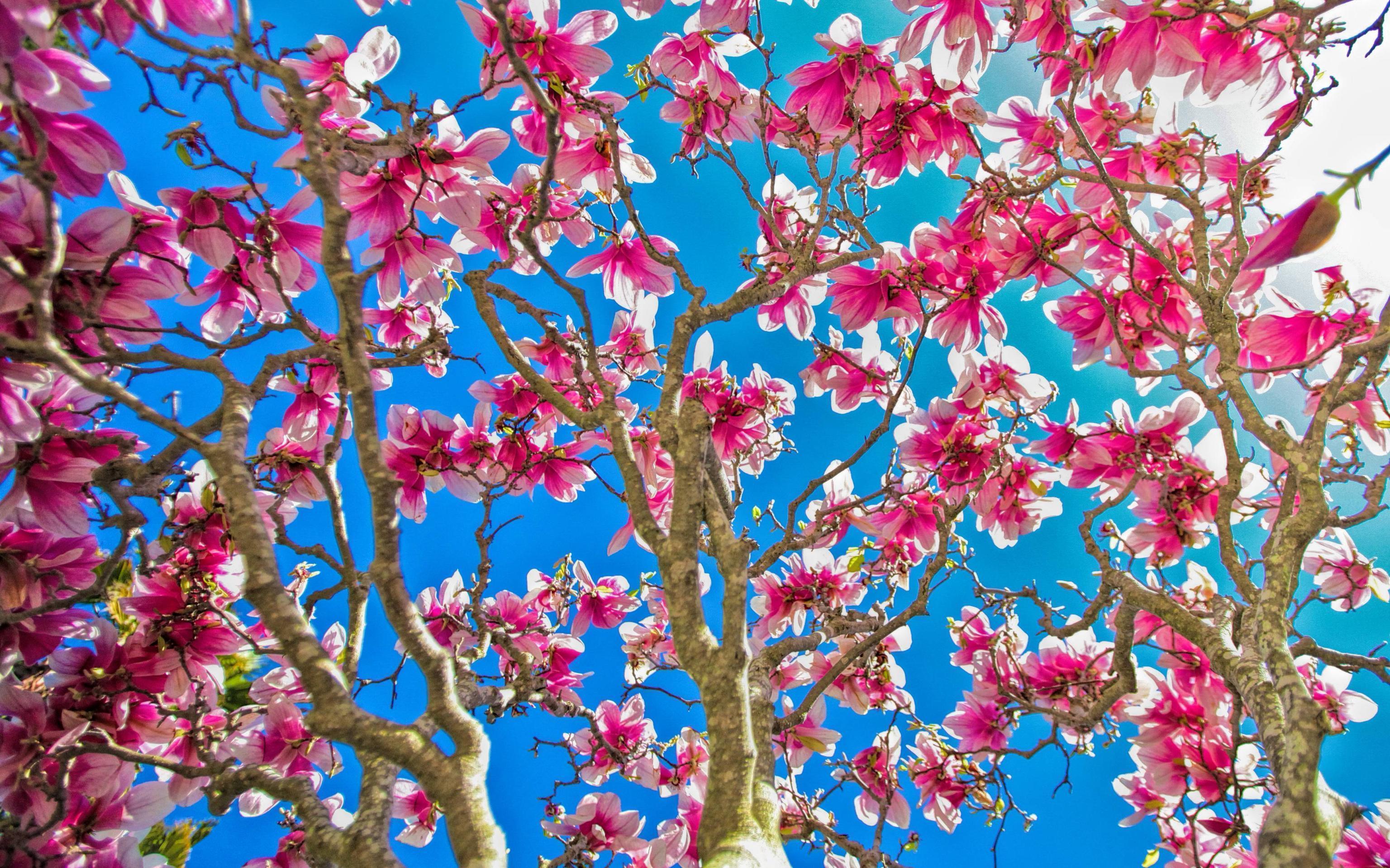 Magnolia Tree Bloom Widescreen Wallpaper. Wide Wallpaper.NET