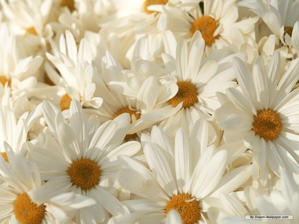 Wallpaper of Flowers: White Flowers Wallpaper