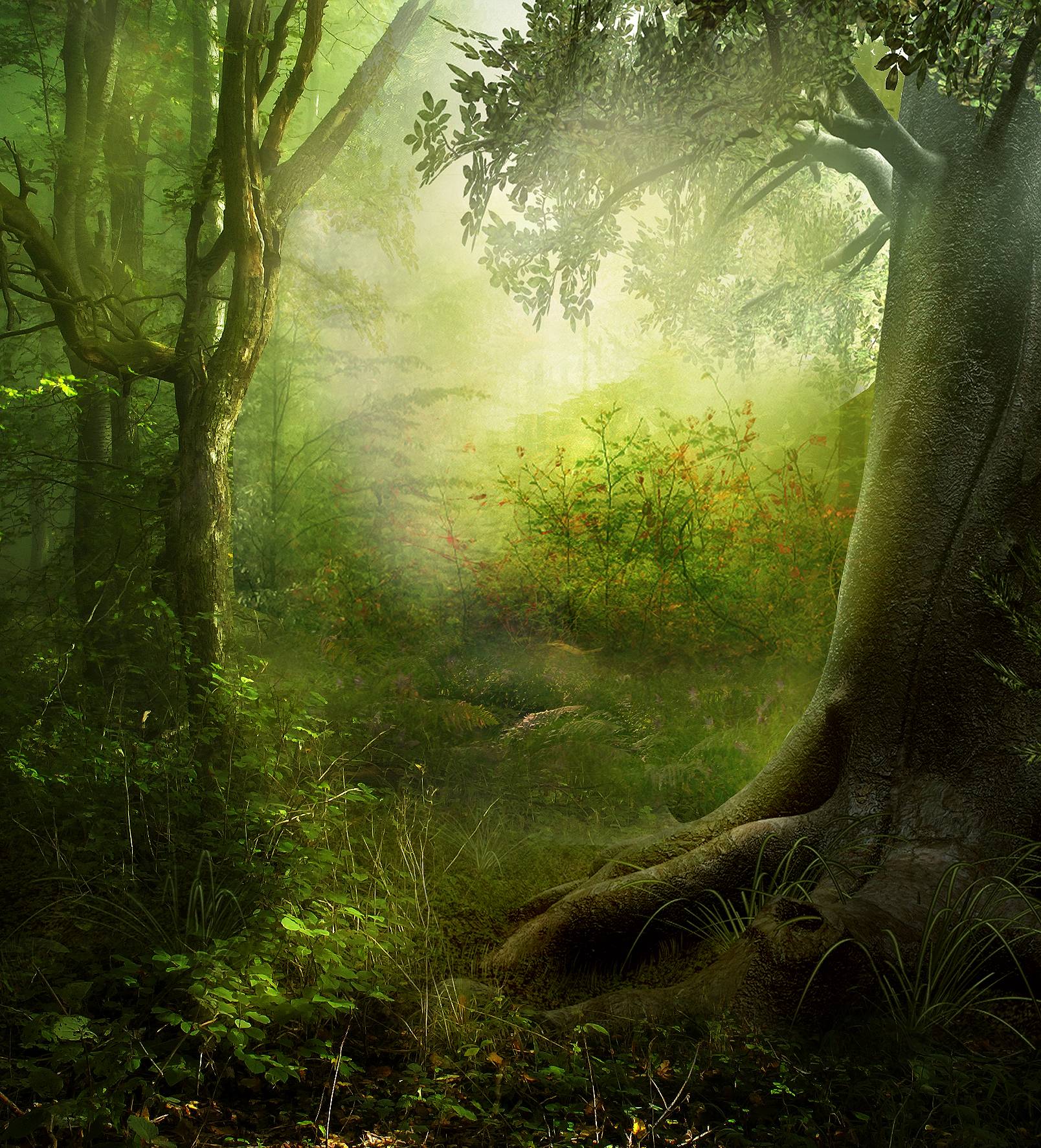 image For > Dark Enchanted Forest
