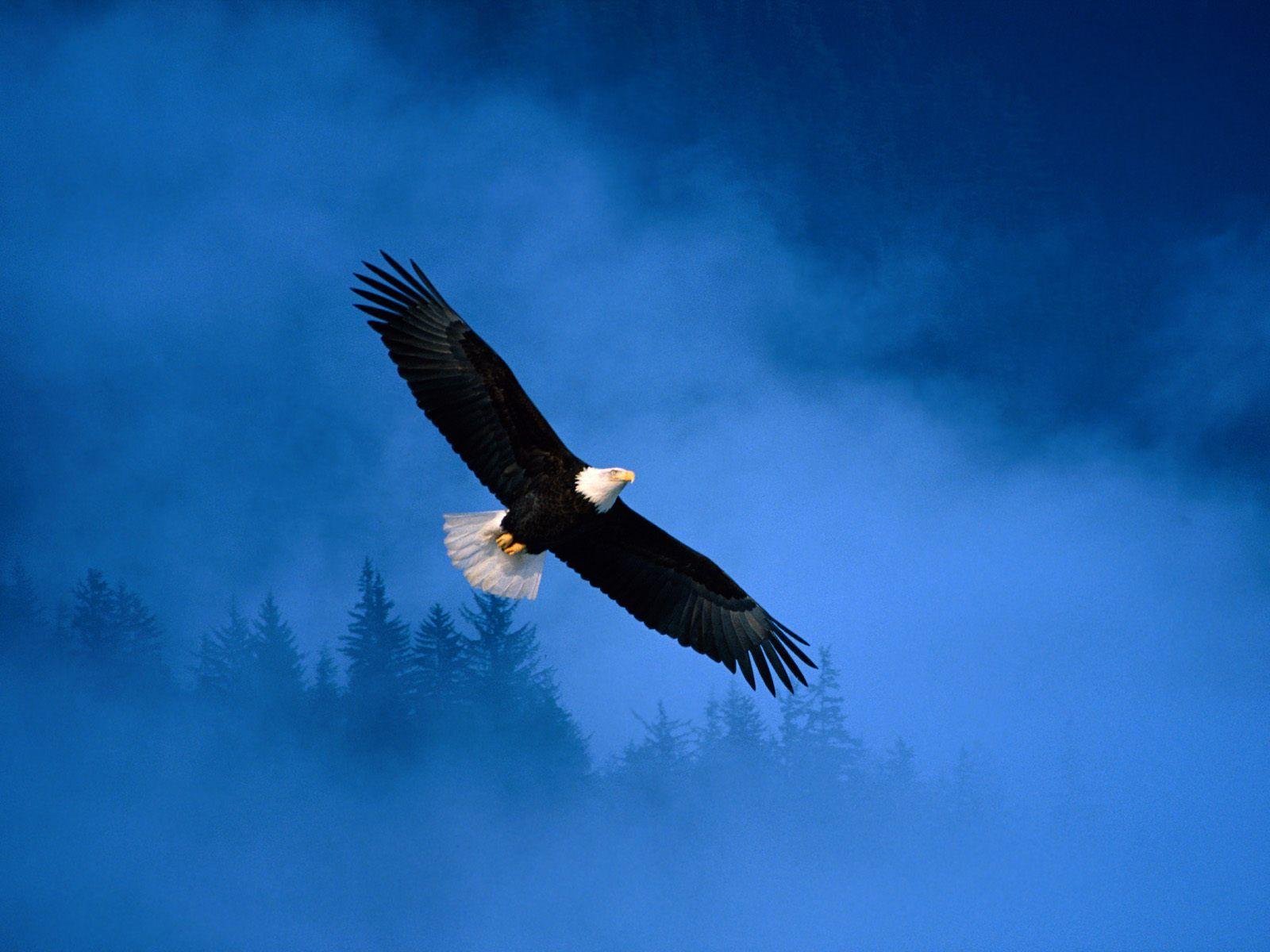 flight of freedom bald eagle wallpaper