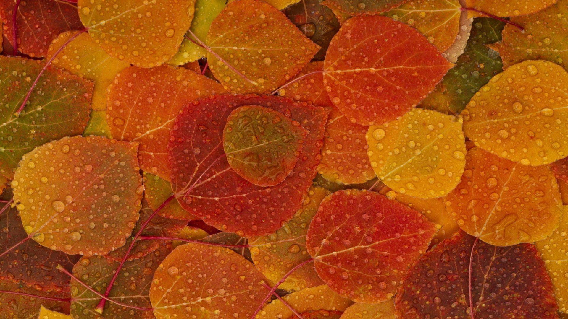 Autumn Fall Mount Shuksan Autumn Wallpaper Download
