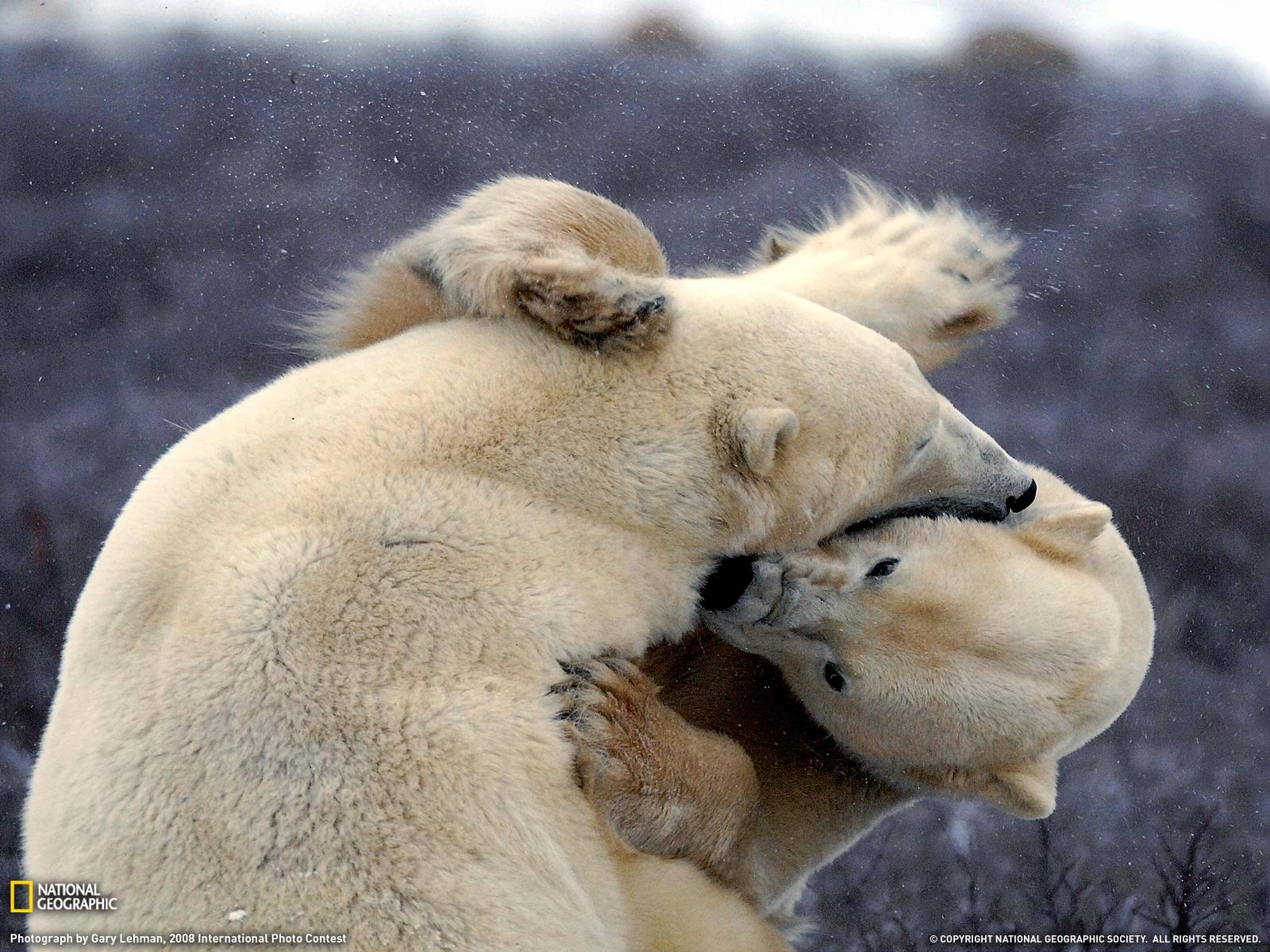 Polar Bear Tussle Photo, Wallpaper Geographic Photo