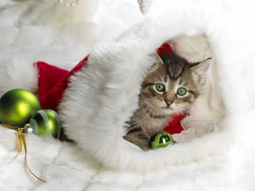 Christmas Kitten Wallpaper Free Wallpaperual