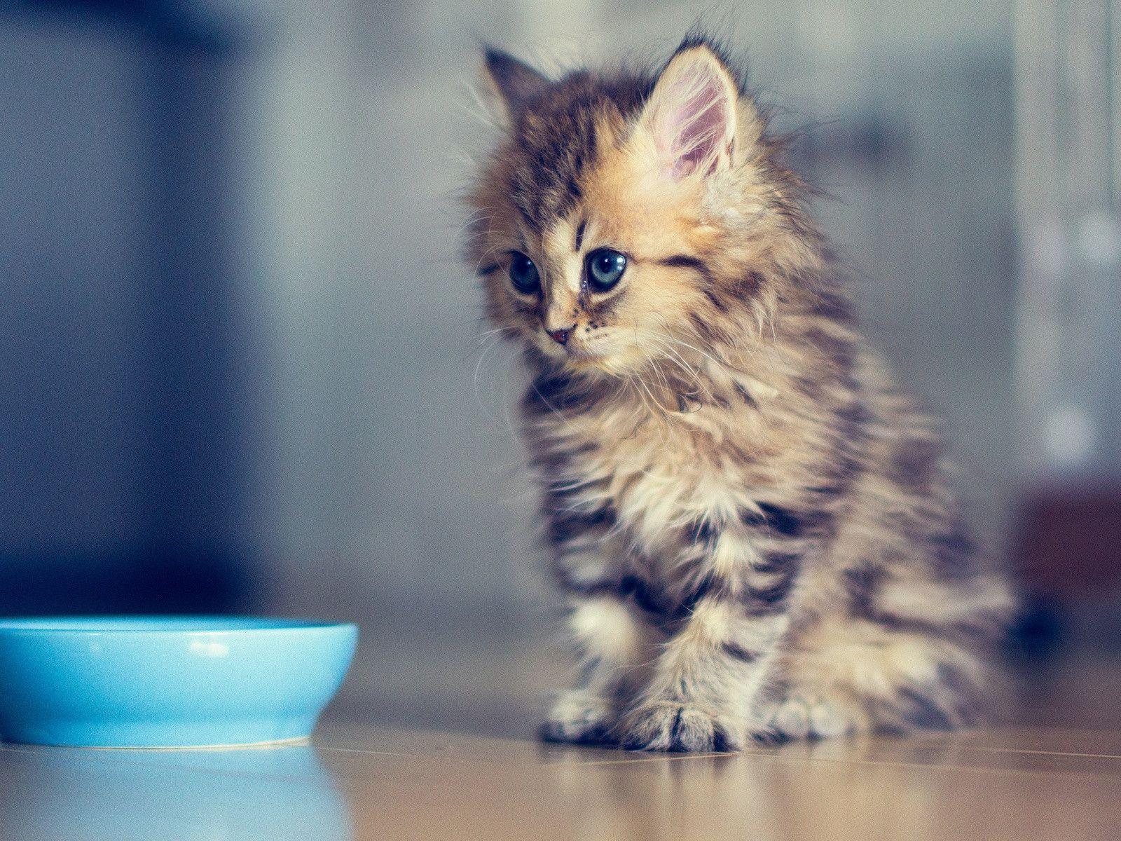 Cute Kitten Wallpaper