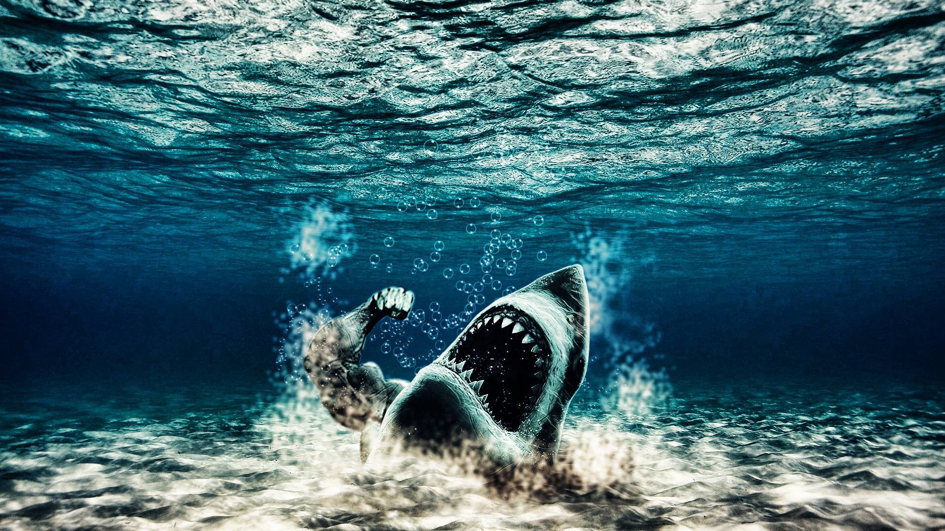 Wallpaper For > Shark Wallpaper HD 1920x1080