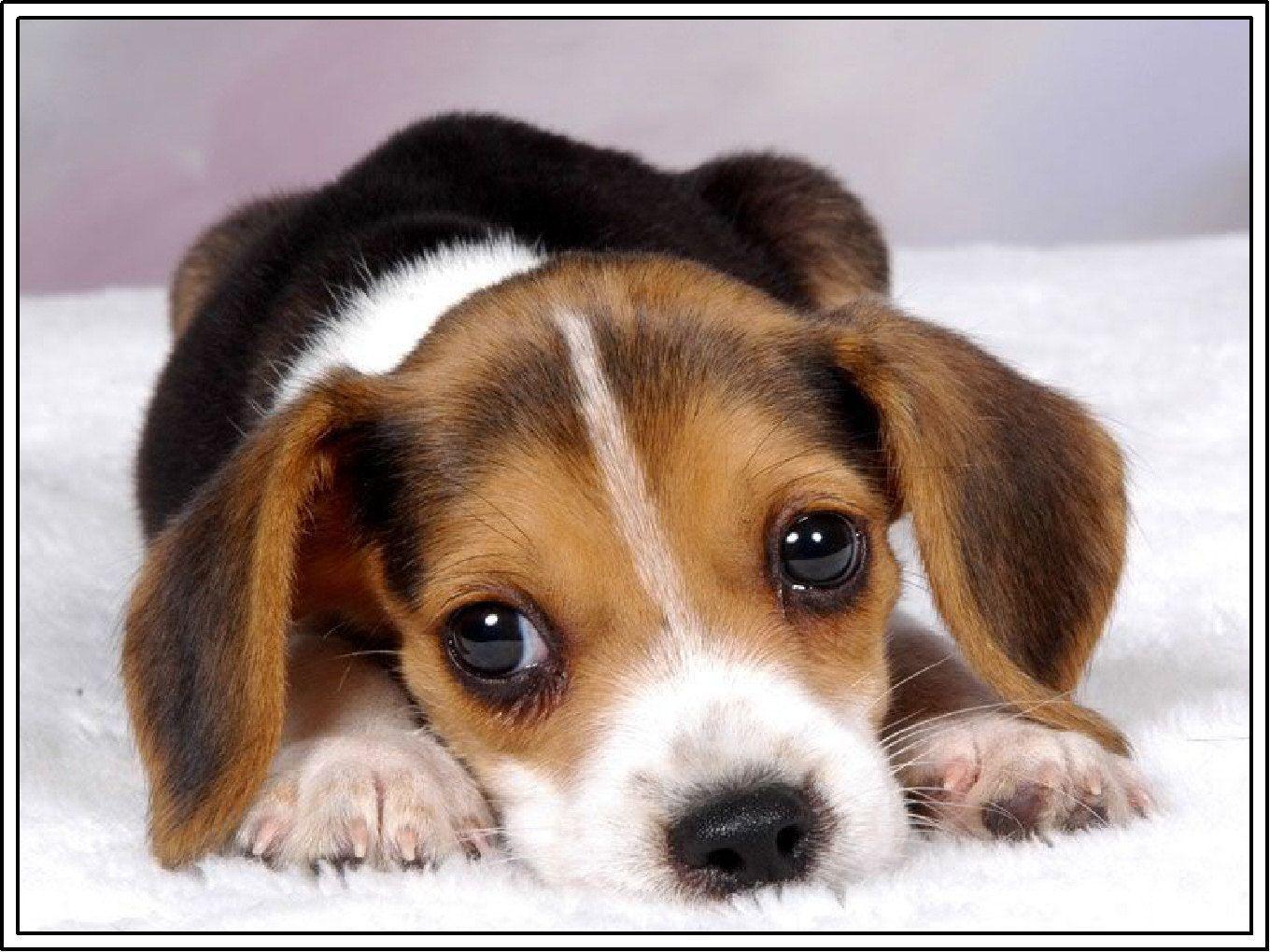 Free Cute Beagle Puppies Desktop Wallpaper. Dogs, Desktop, Free
