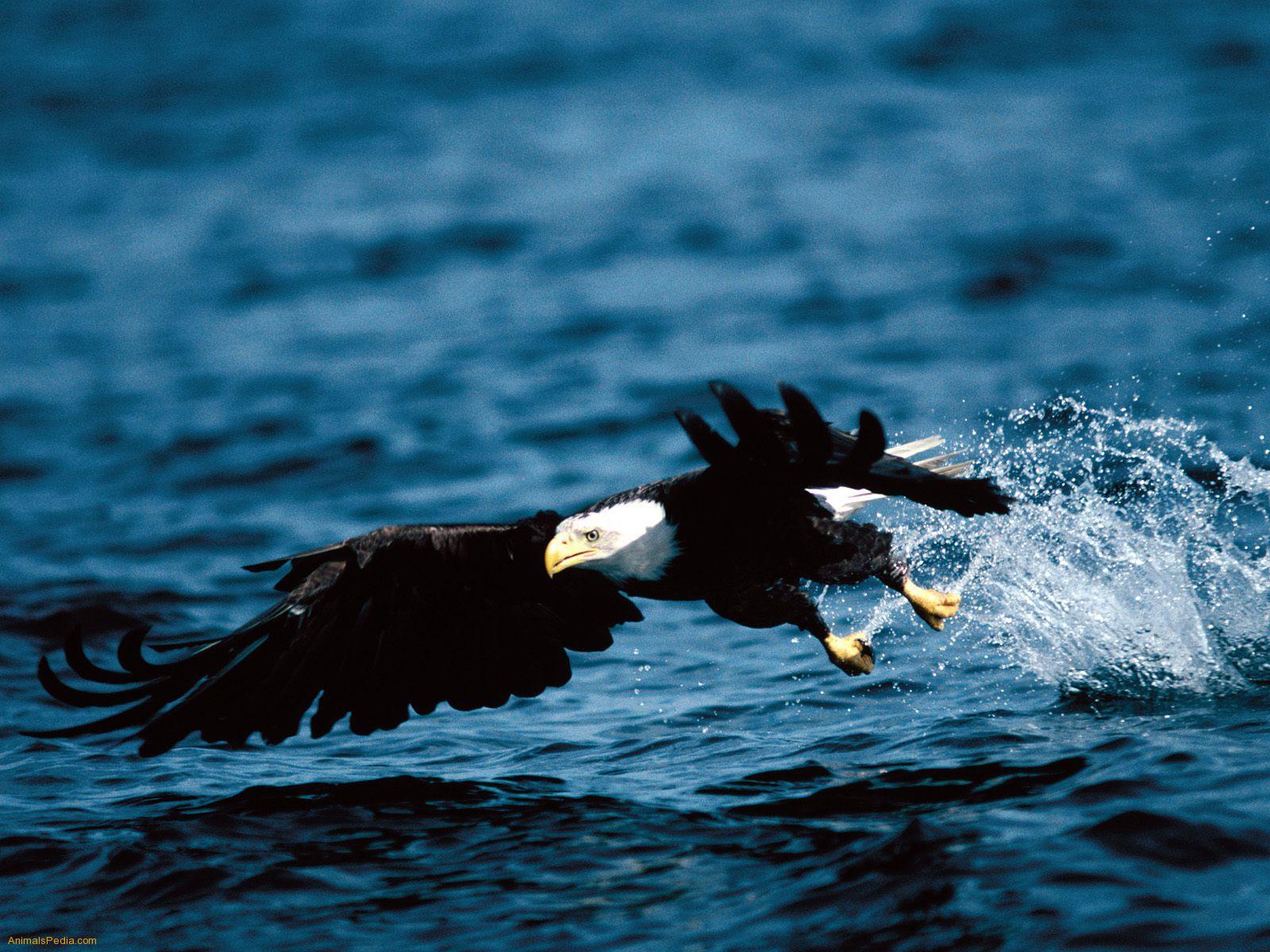 Free Bald Eagles In Flight Landscape Wallpaper Download Background