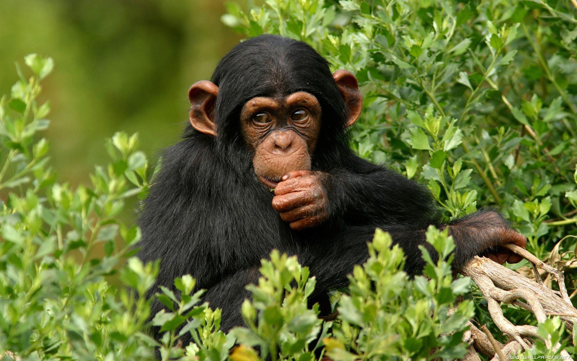 Wide wallpaper and HD wallpaper