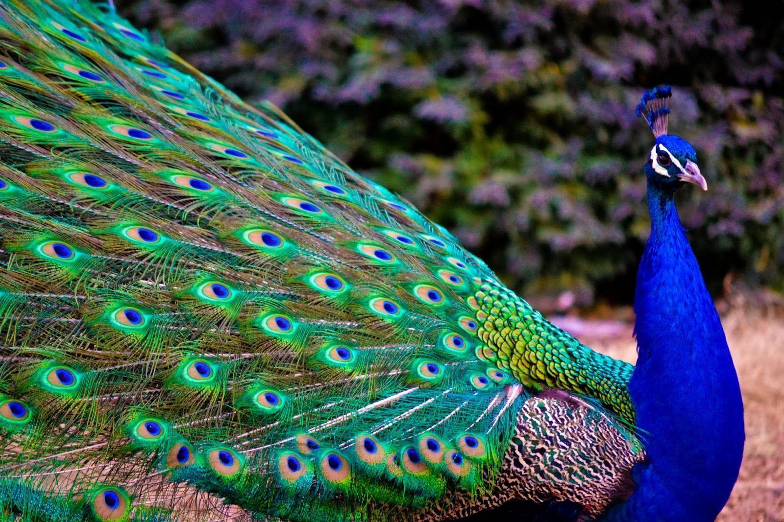 Wallpaper For > Green Peacock Wallpaper