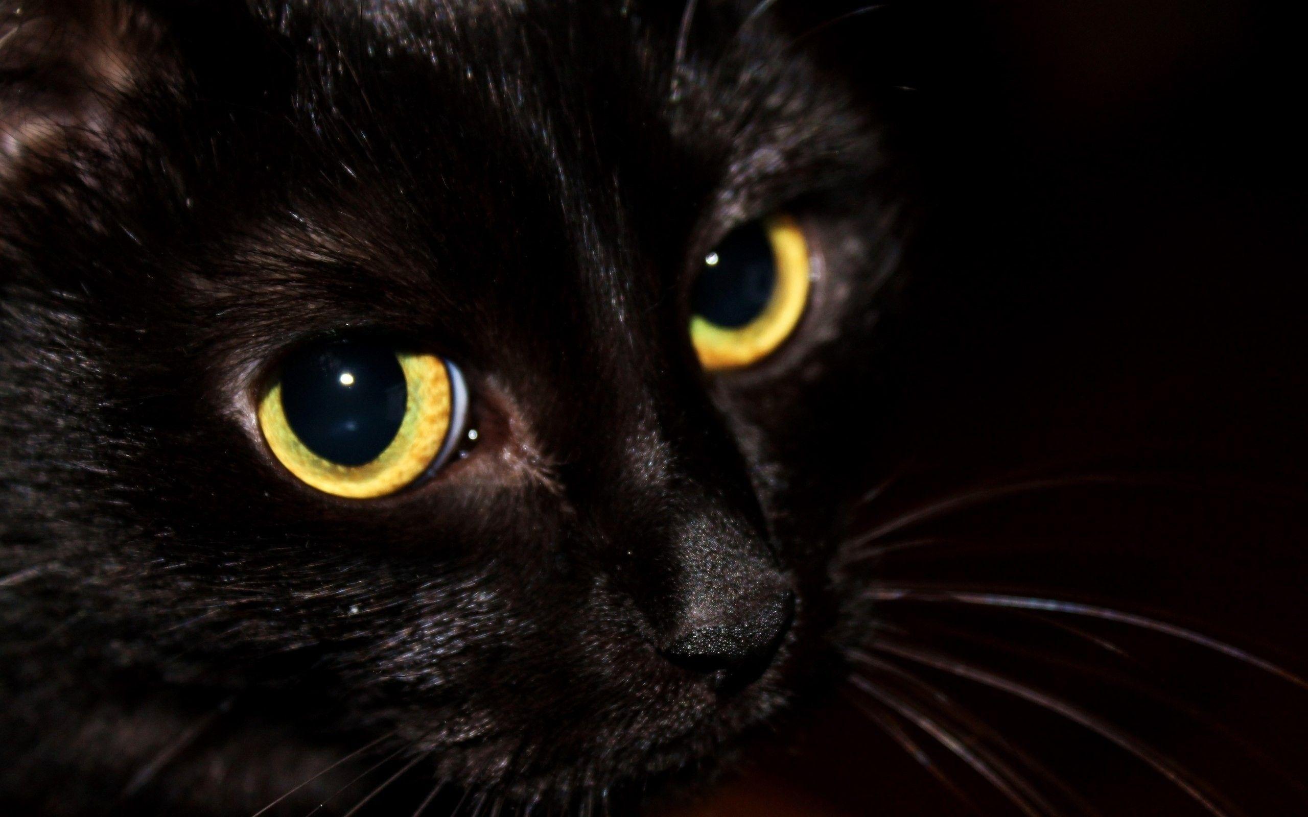 Black Cat Face Close Up Widescreen Wallpaper. Wide